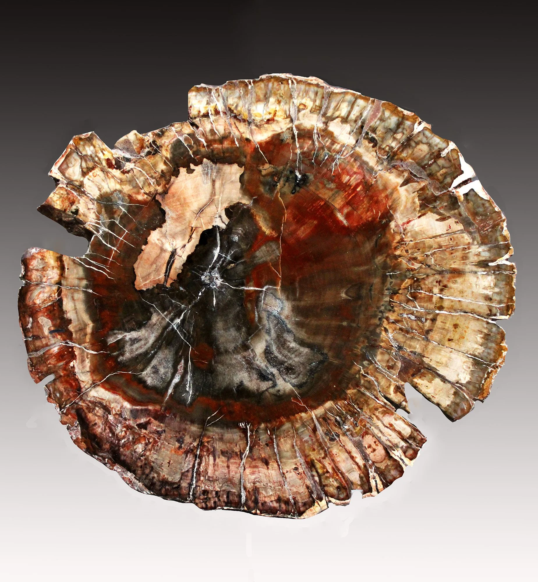 Petrified Wood Slice