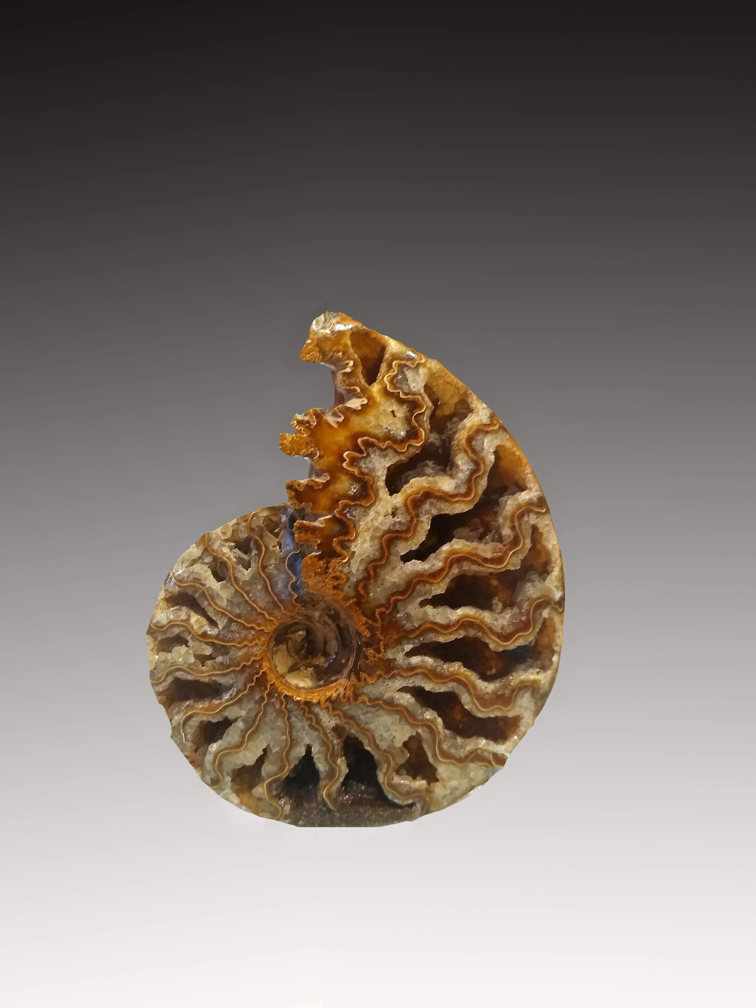 Cleoniceras Ammonite #3