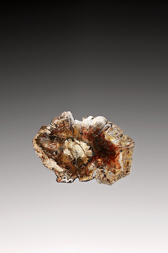 Petrified Wood Slice