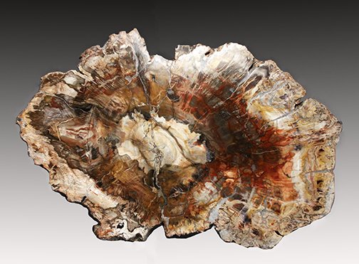 Outstanding petrified wood colorful slice, Madagascar.  www.intriguegallery.com