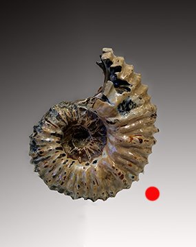 Tractor Ammonite