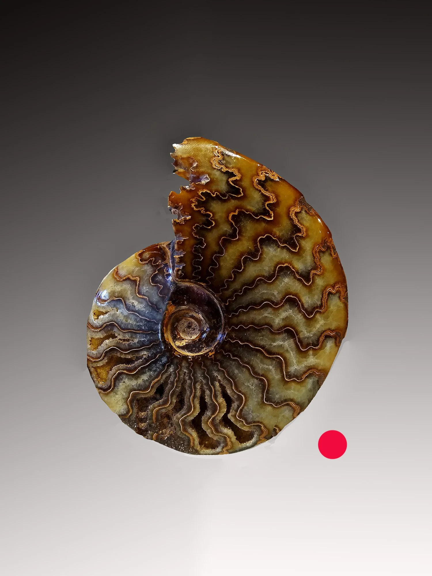 Cleoniceras Ammonite #3