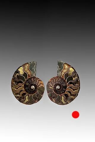 Ammonite Fossil Slices