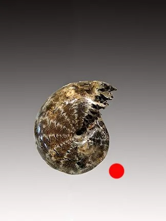 Ammonite Cleoniceras