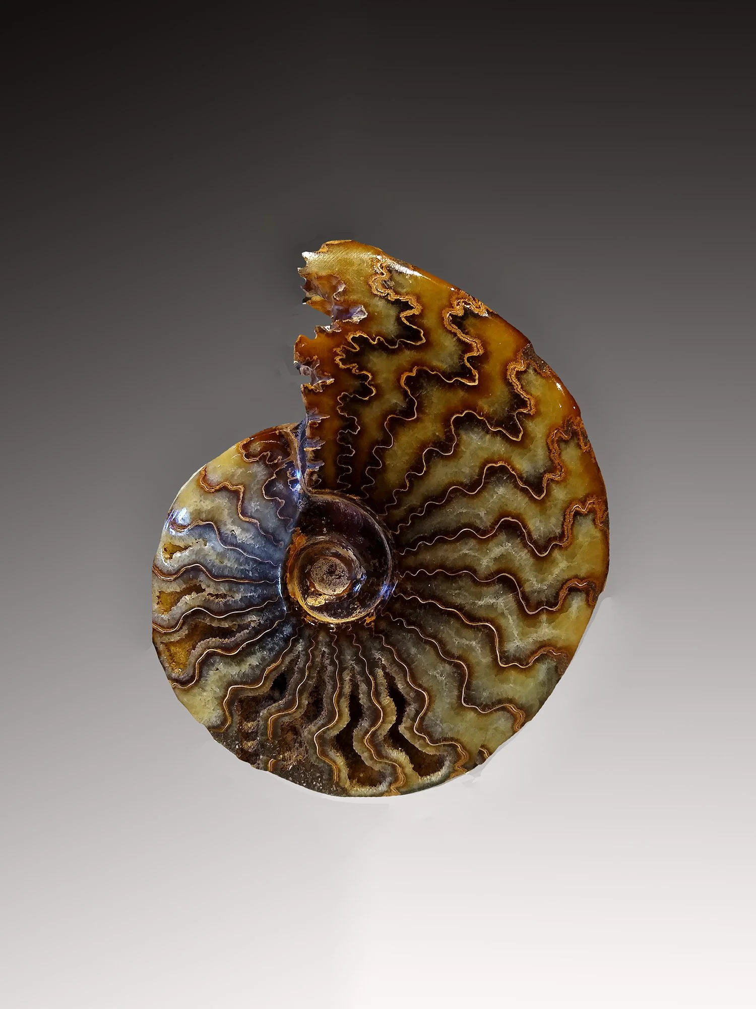 Cleoniceras Ammonite #3