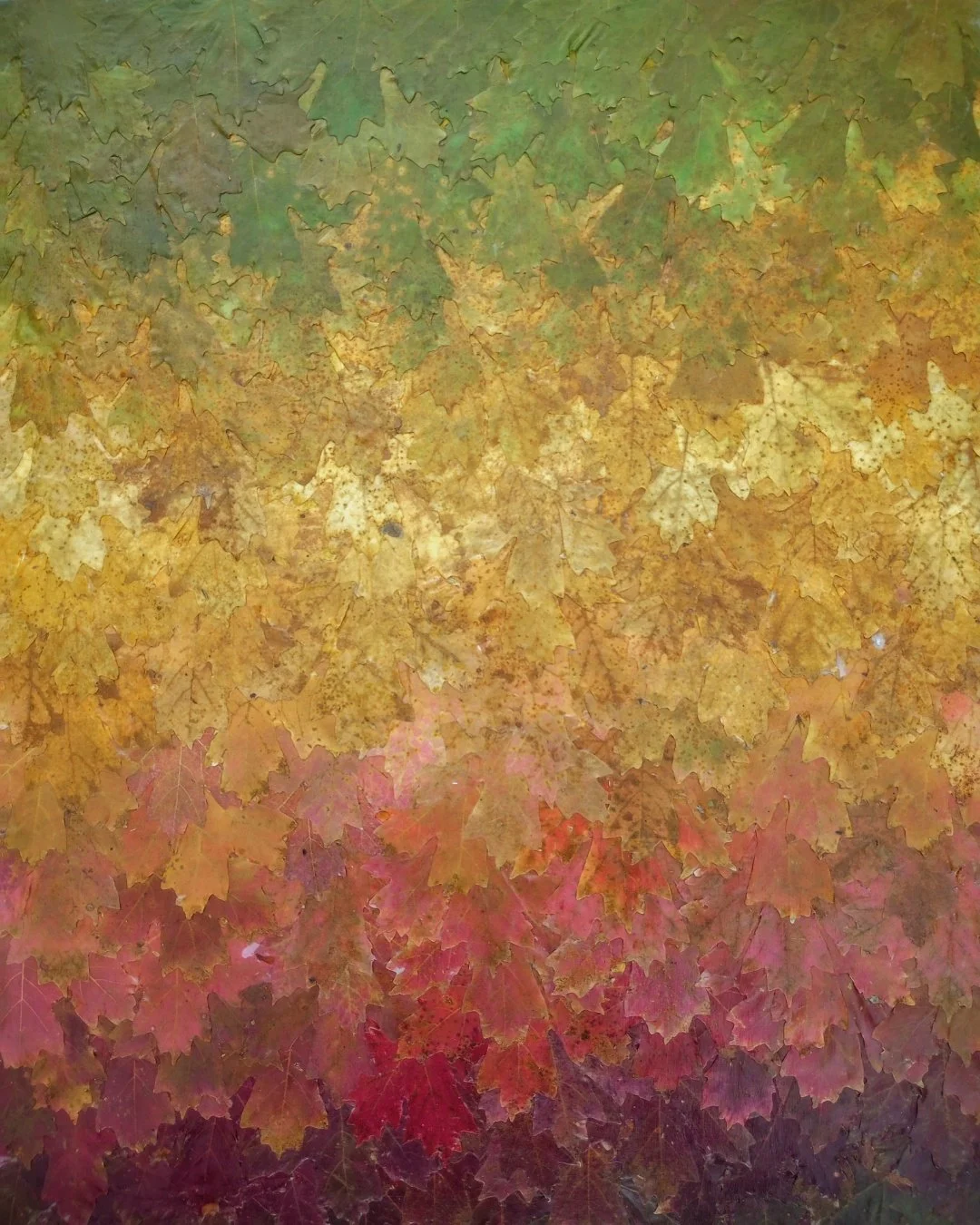 Autumn leaf succession / Bigtooth maple leaves on panel / October 2024 / Los Ranchos, New Mexico 