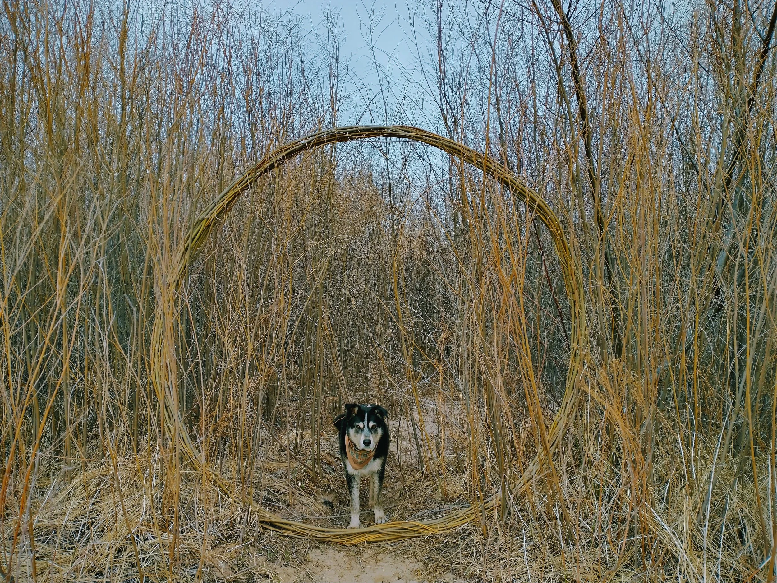 Unfinished coyote willow portal / April 2021 / South Valley Albuquerque, New Mexico