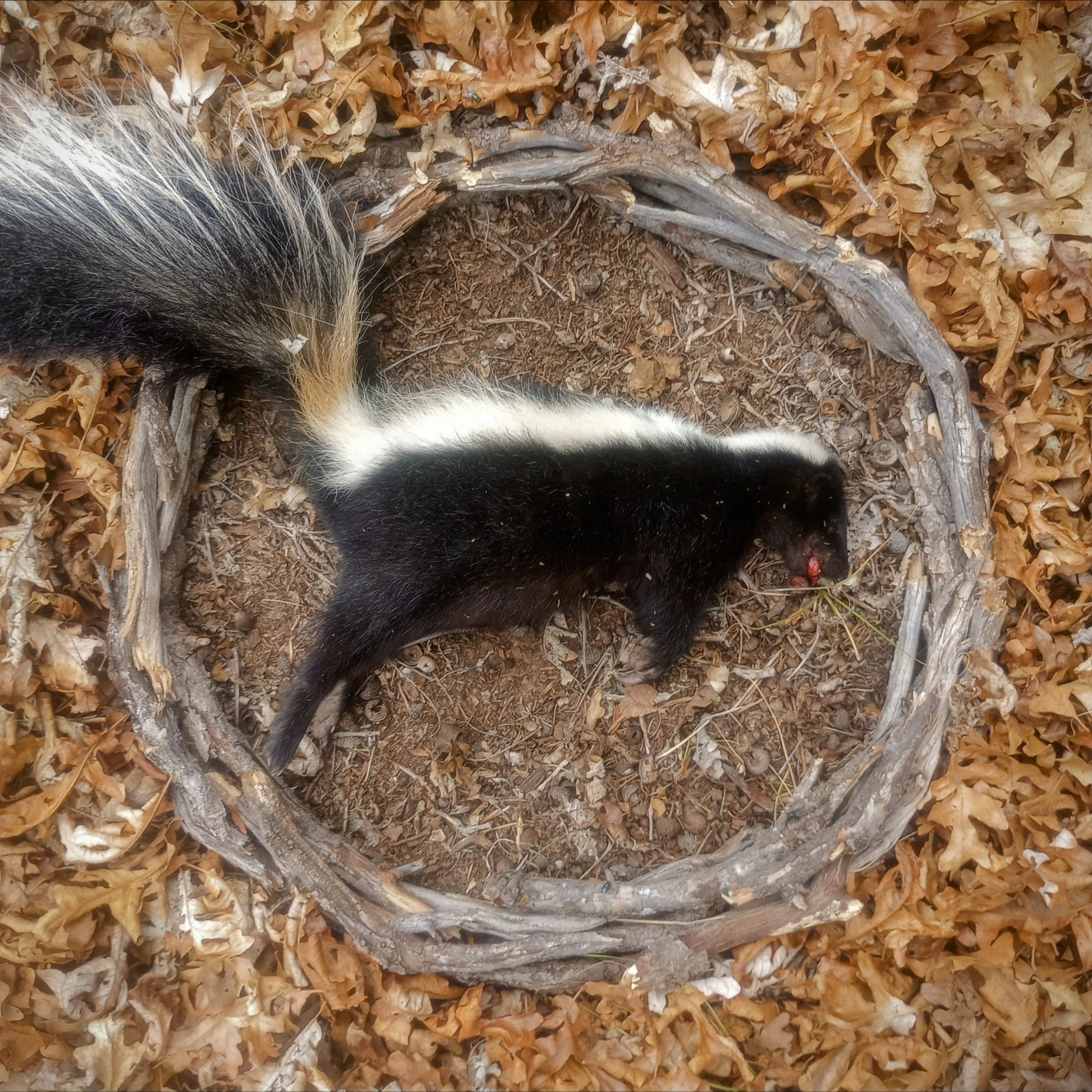 Return now to place you lived before you were born / Striped skunk / Taos, New Mexico / September 2025