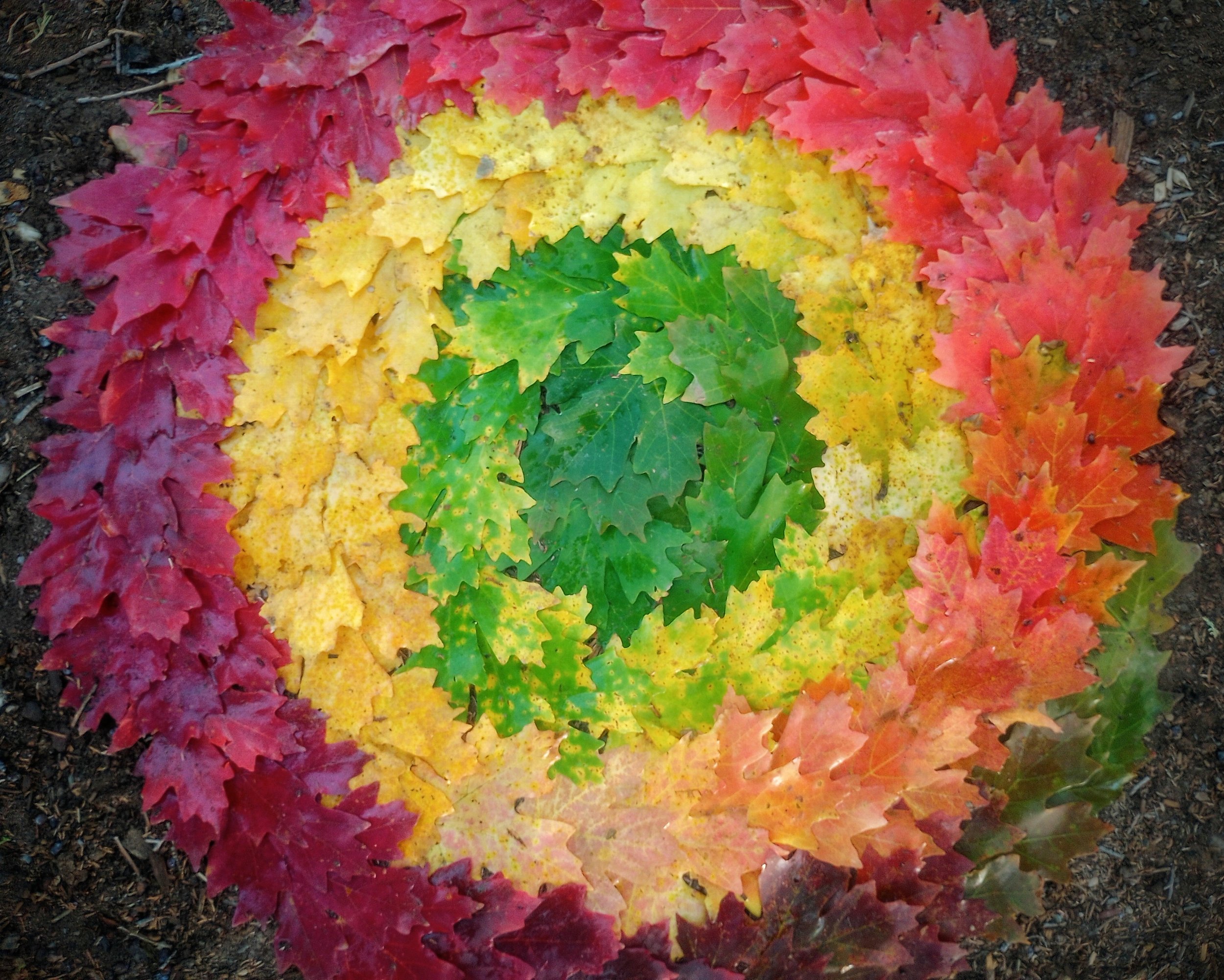 Bigtooth maple leaf spiral meditation / October 2024 / Los Ranchos, New Mexico