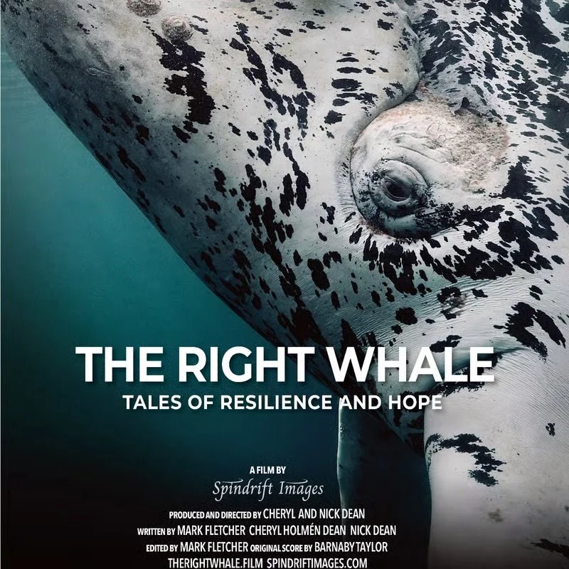 FILM: The Right Whale Screening and Panel Discussion