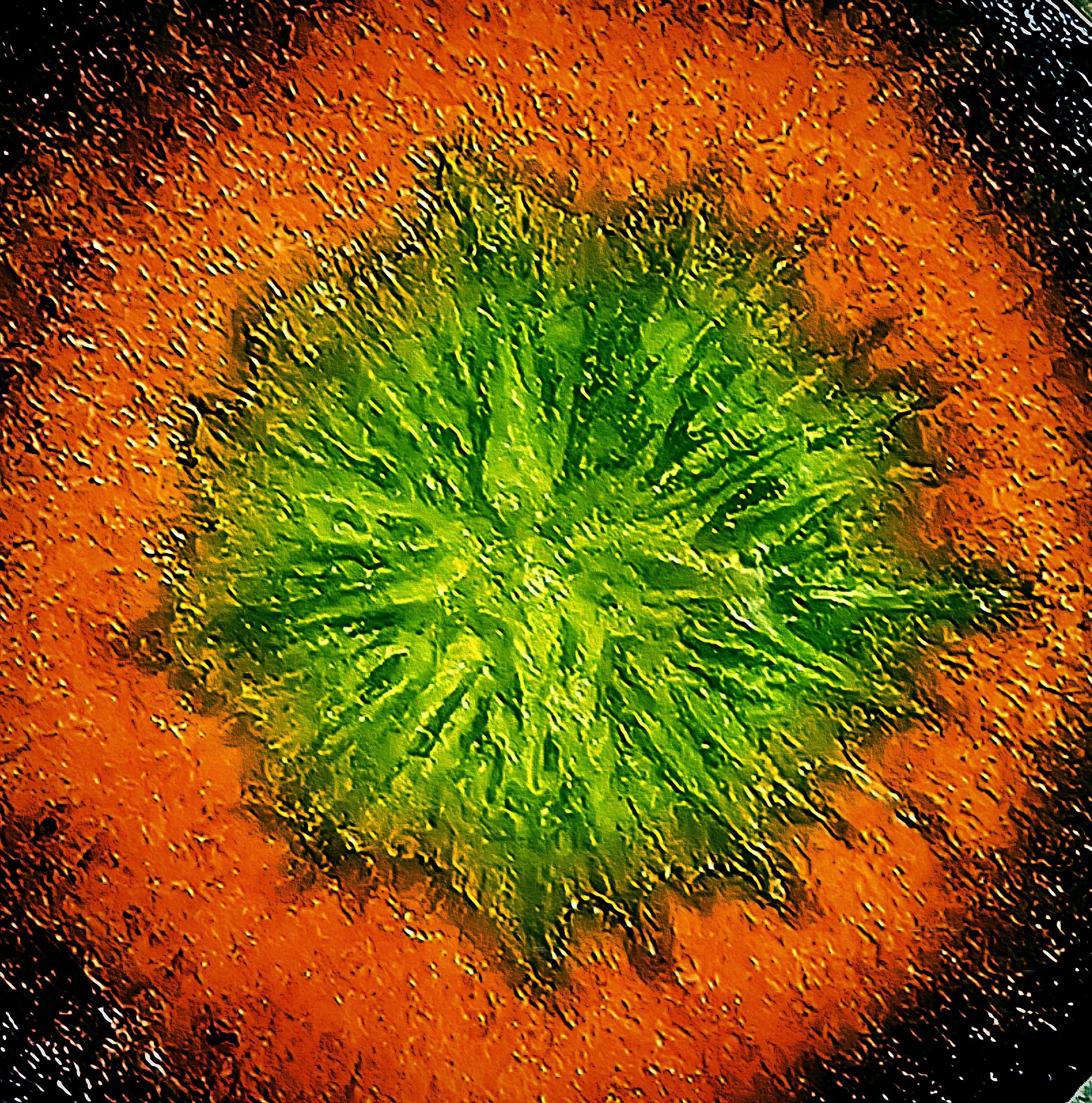 No-F01-Sol-Viridis_web.jpg