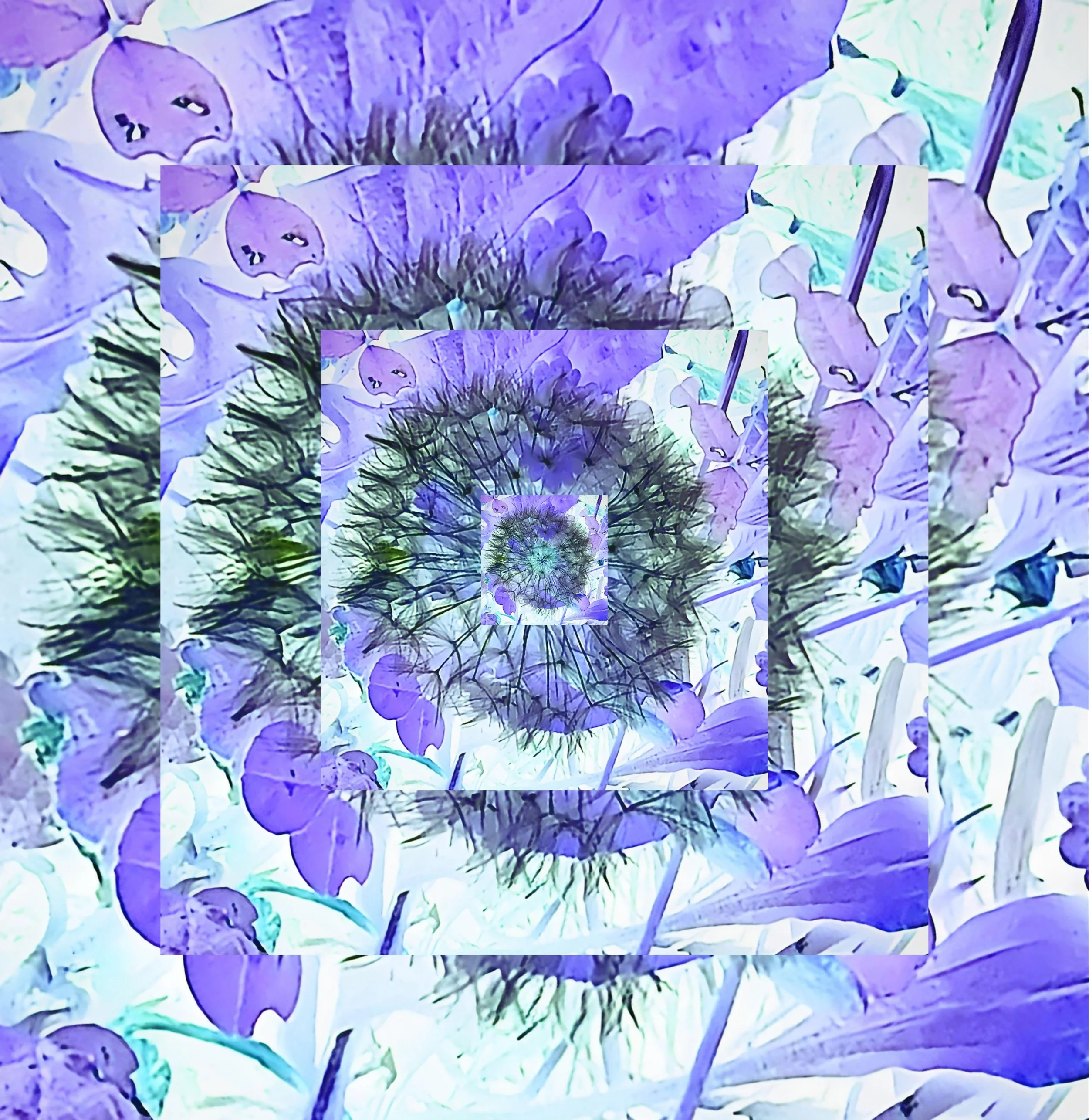 phone-008-dandelion-seedhead-violet-nested.jpg