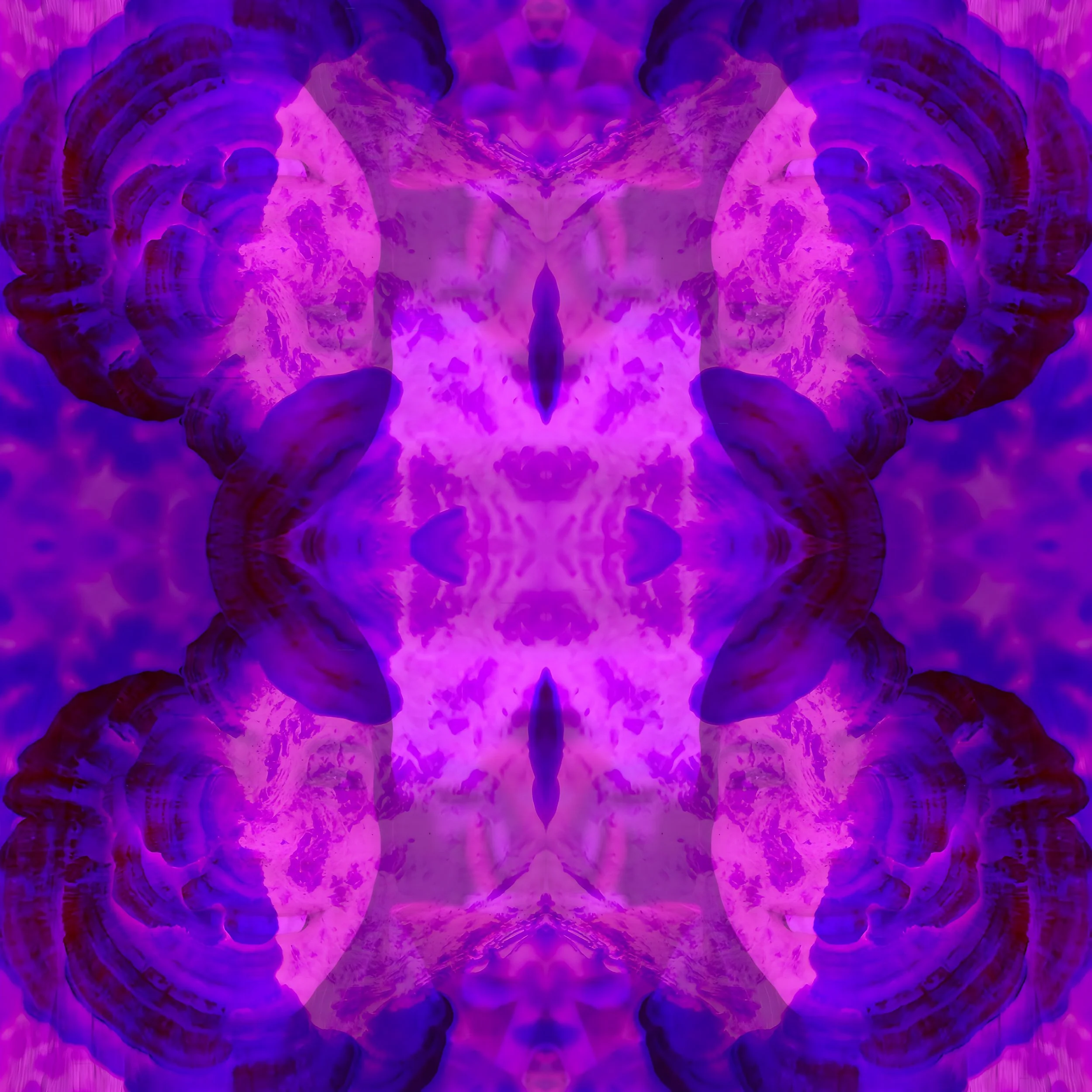 No-072-Le-Trone-des-Polypores_web.jpg
