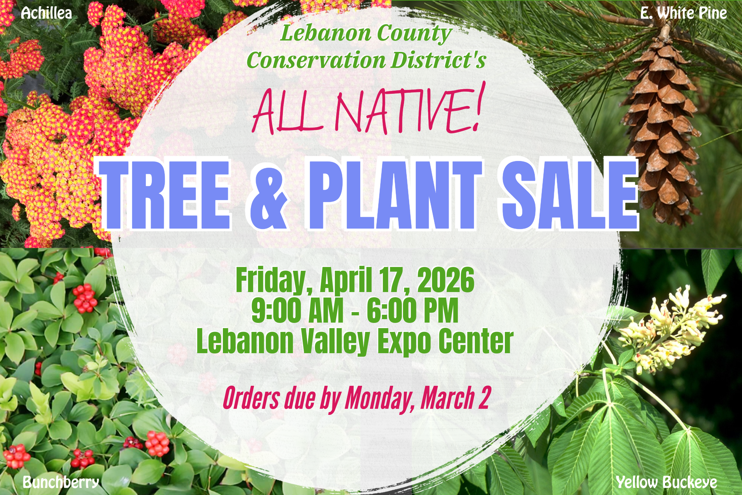 Tree Sale Order Pickups