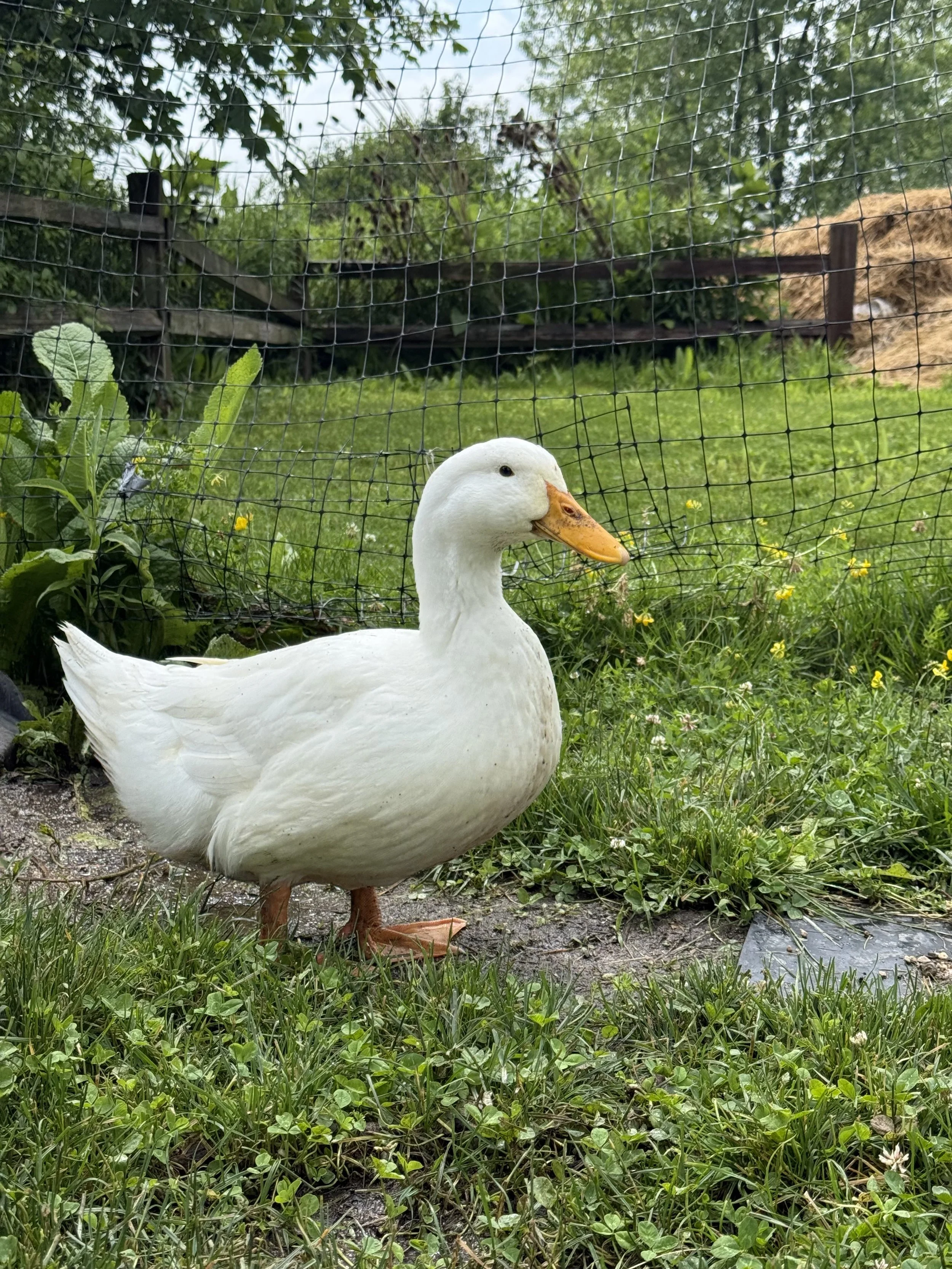 Sponsorship: Duck 3 - Pekin