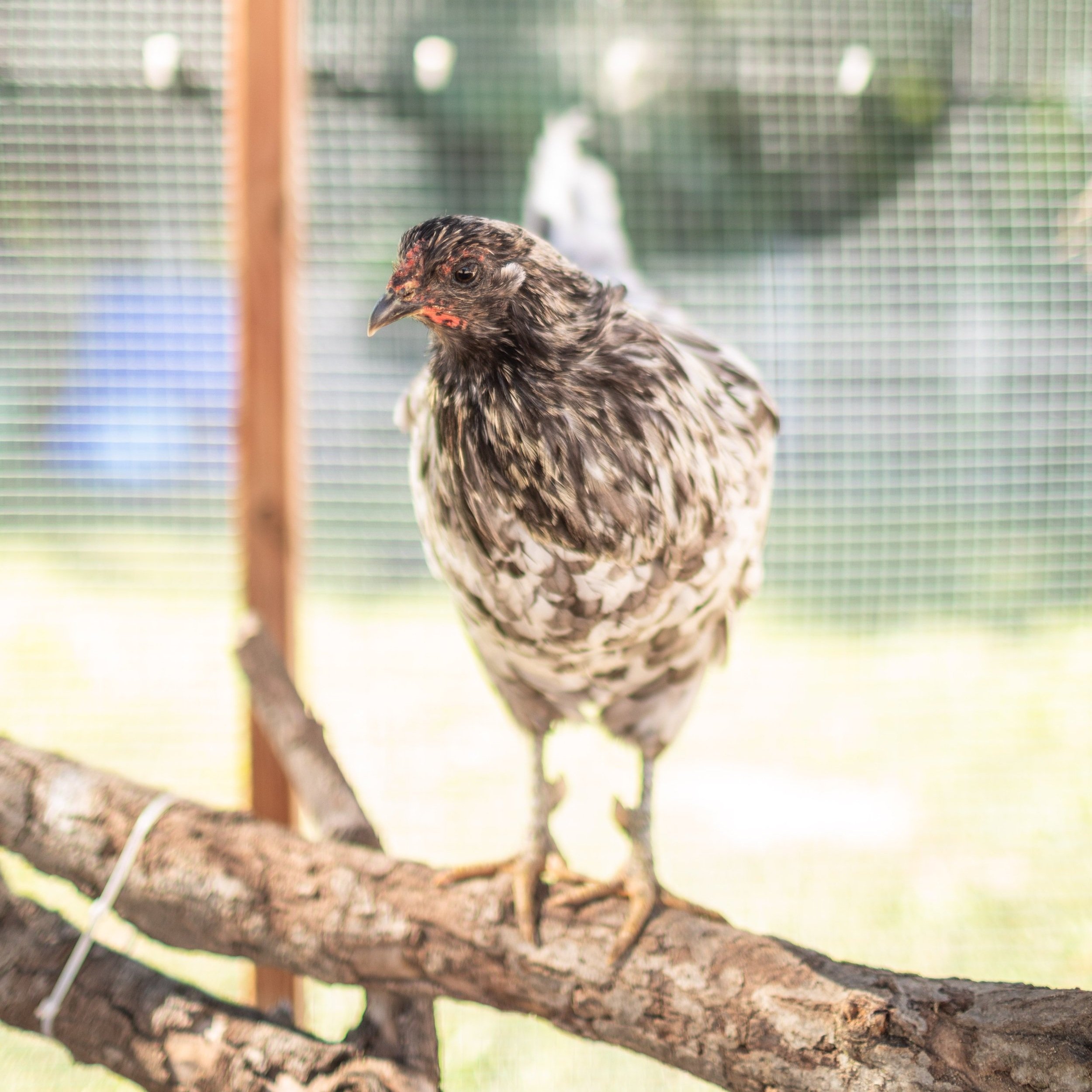 Chicken9_Sandra_Splash+Sumatra.jpg