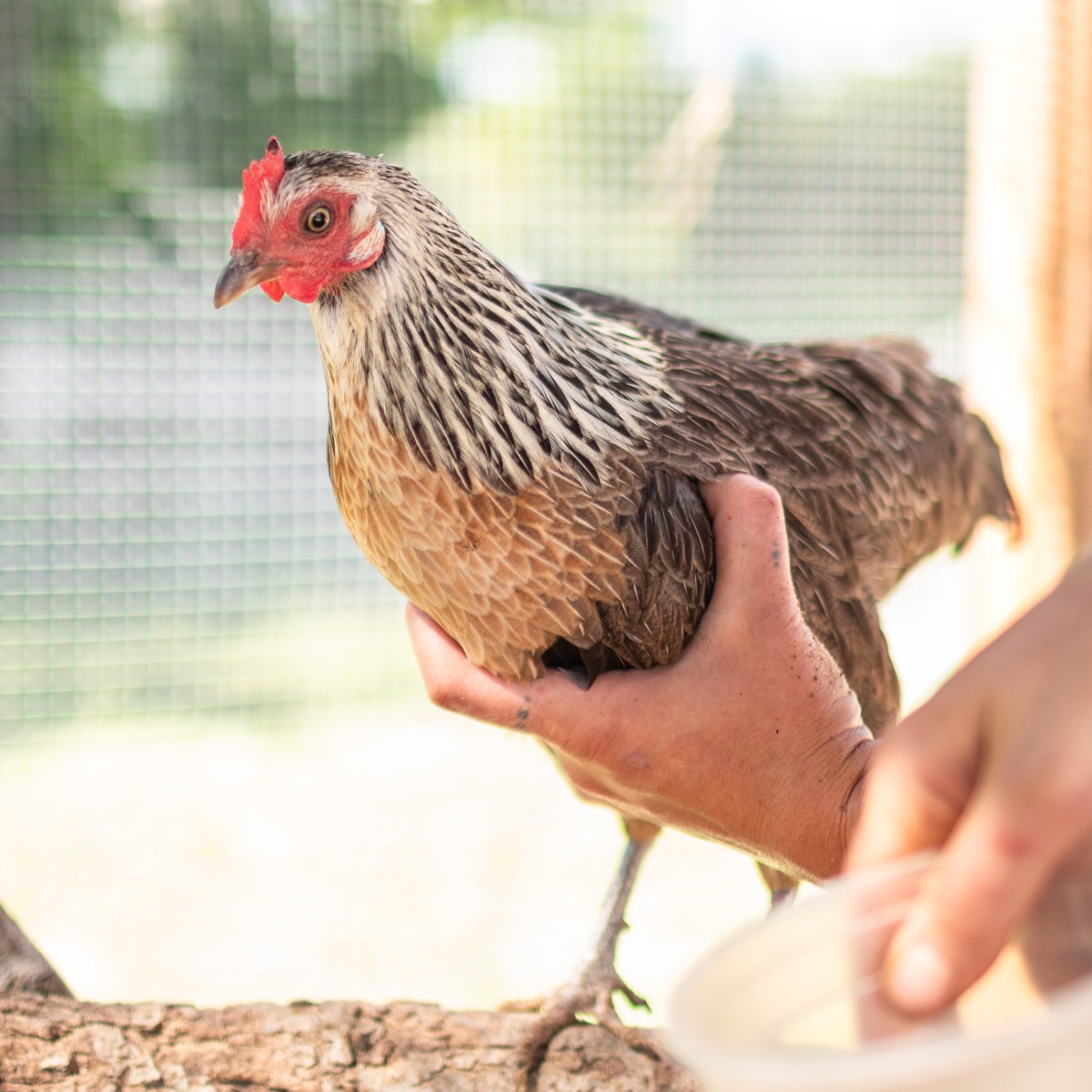 Chicken1_Kip2_Dutch+Bantam.jpg
