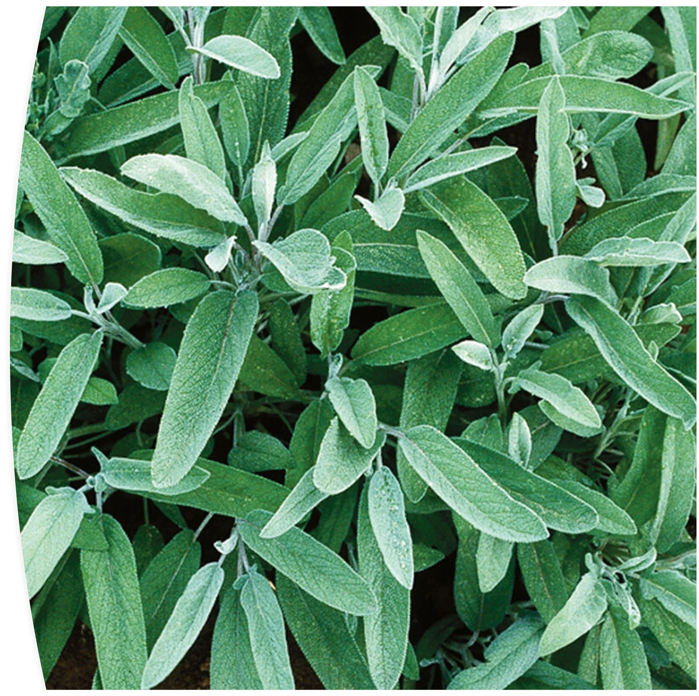 2026 Seedling Sale: Culinary Sage Seedling