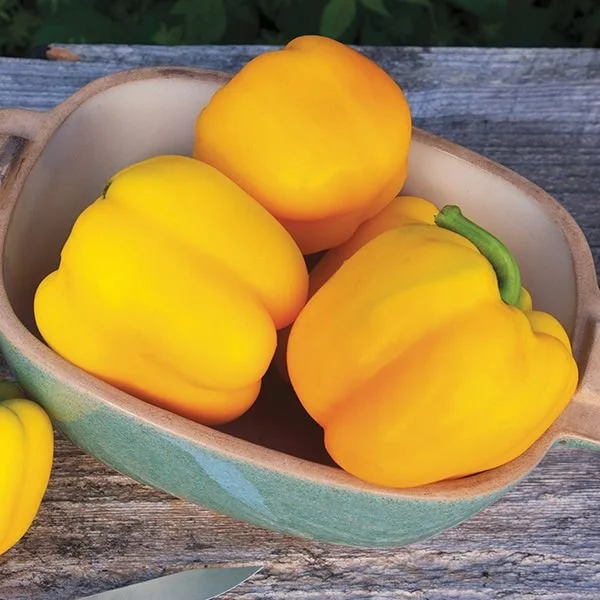 2026 Seedling Sale: Madonna Bell Pepper Seedling