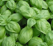 2026 Seedling Sale: Prospera Genovese Basil Seedling
