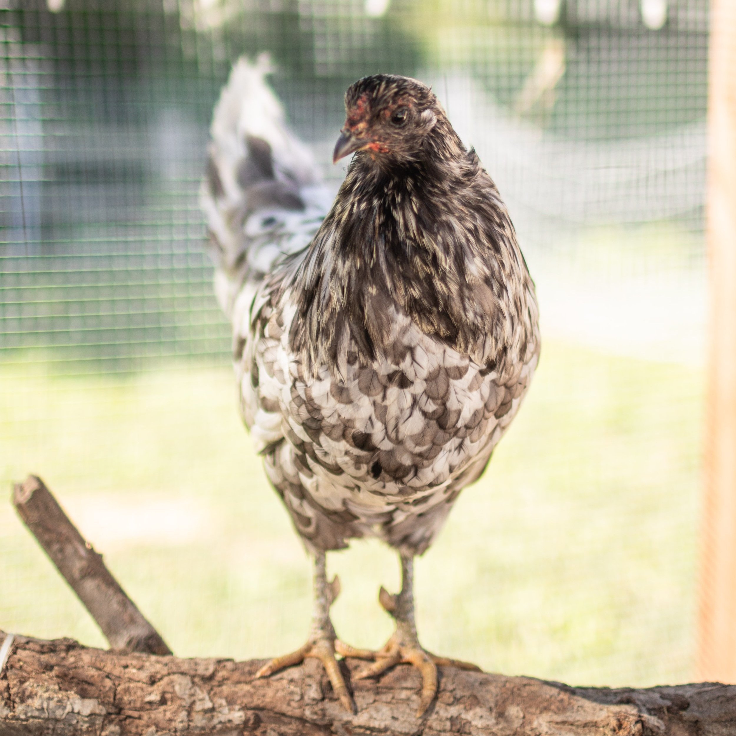 Chicken9_Sandra2_Splash+Sumatra.jpg
