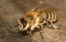 Honey Bee.jpg (Copy)