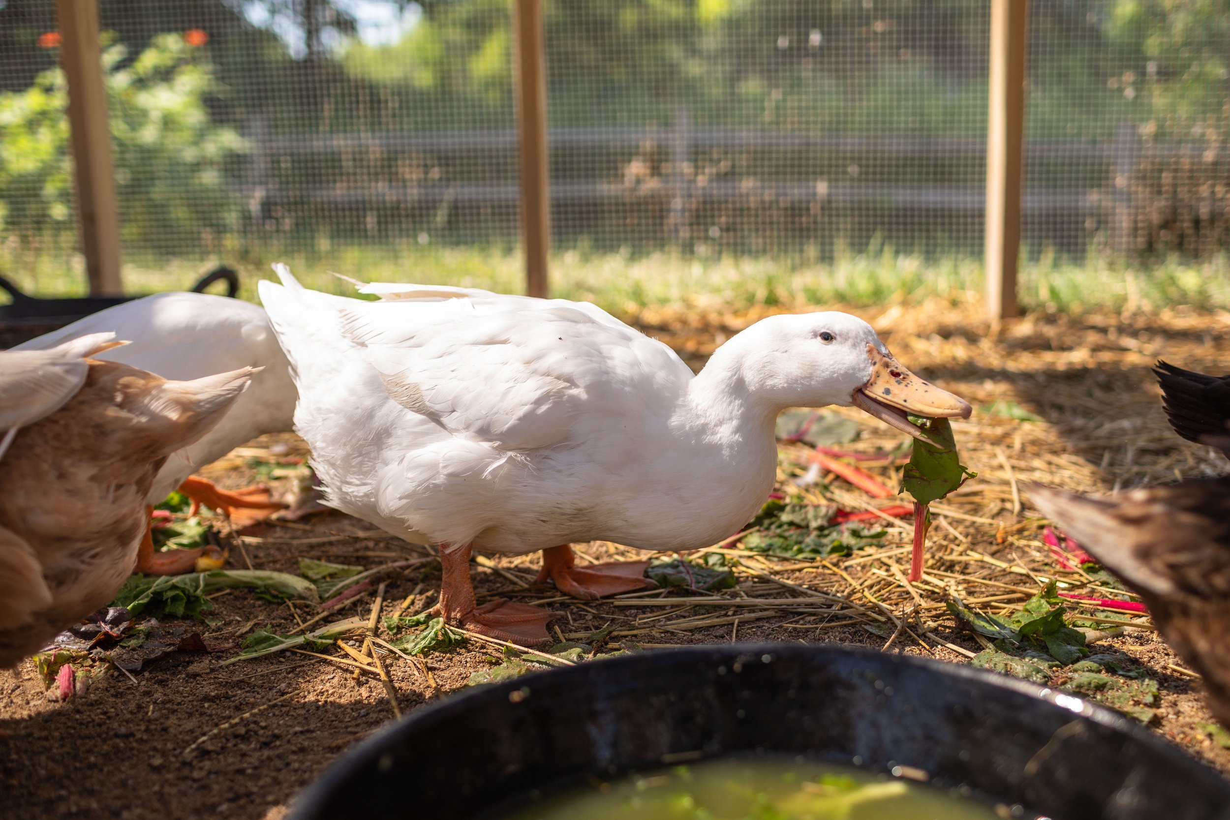 Duck3_Snowball2_Pekin.jpg