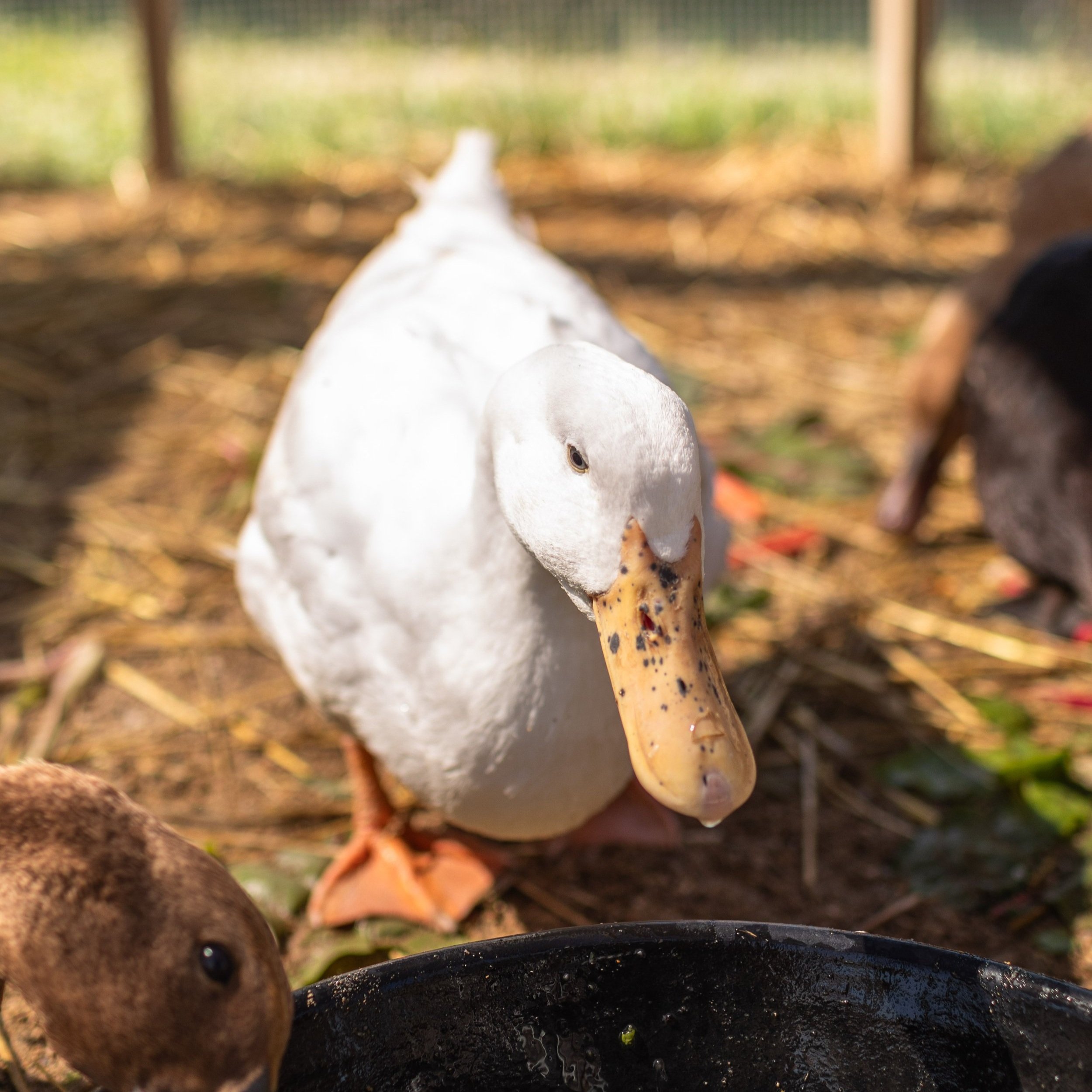 Duck3_Snowball_Pekin.jpg