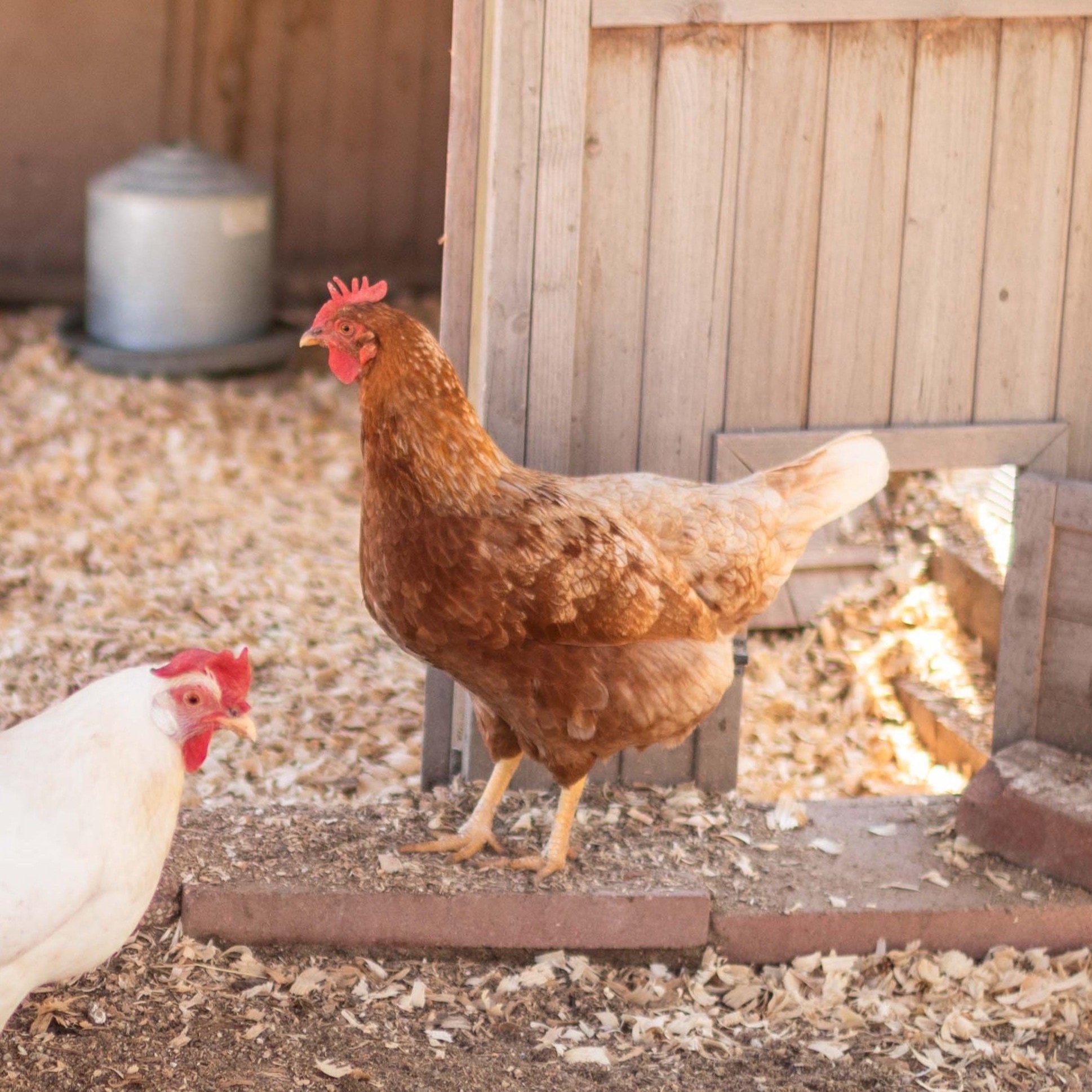 Chicken10_Maude_Cinnamon+Queen.jpg