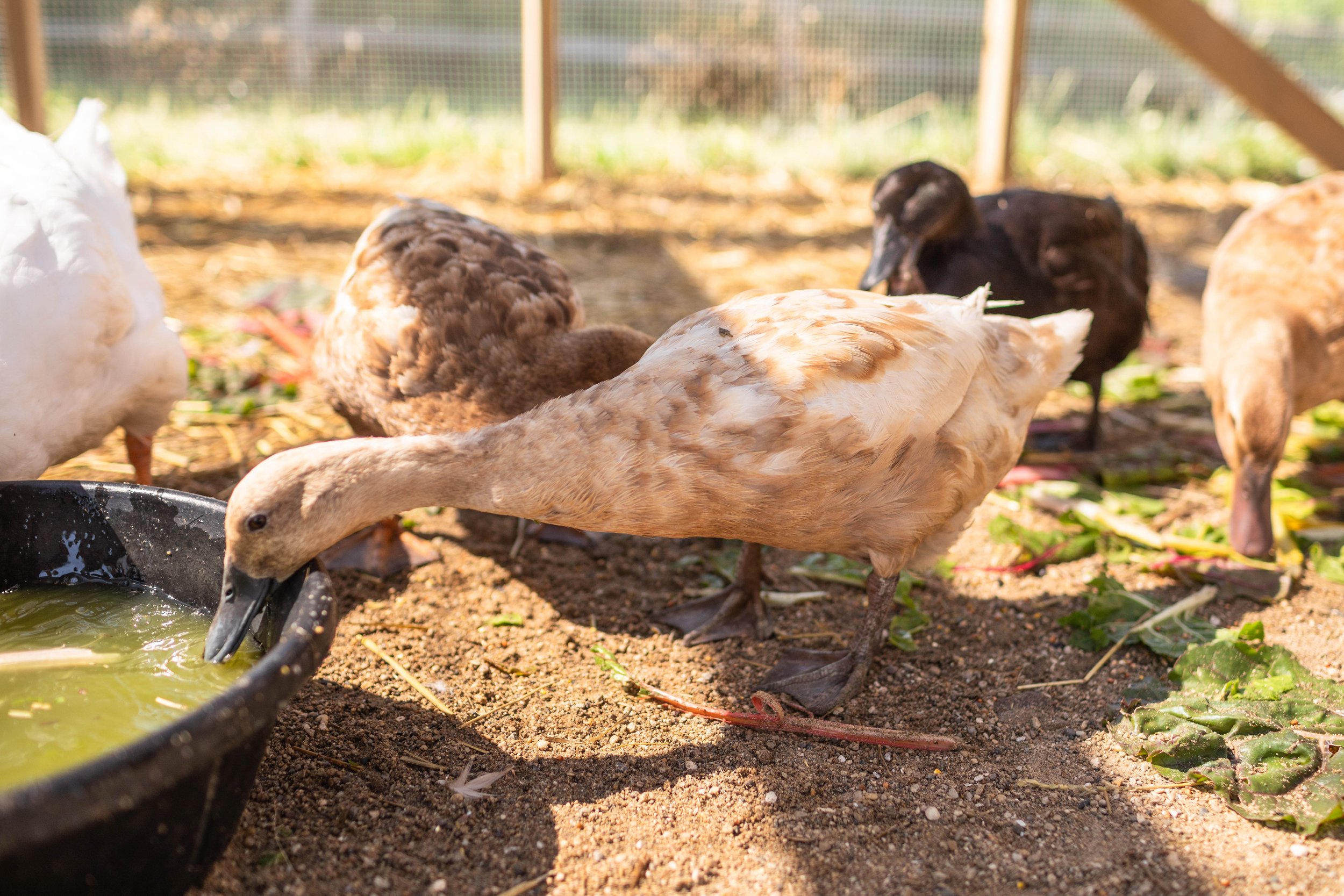 Duck5_Latte4_Buff Orpington Duck.jpg