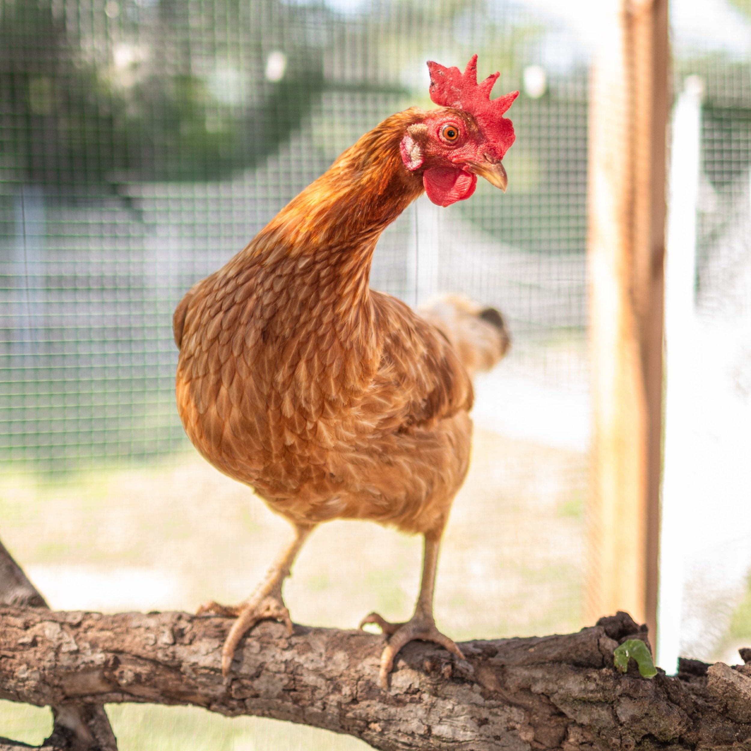 Chicken2_Maybelle2_Golden+Comet.jpg