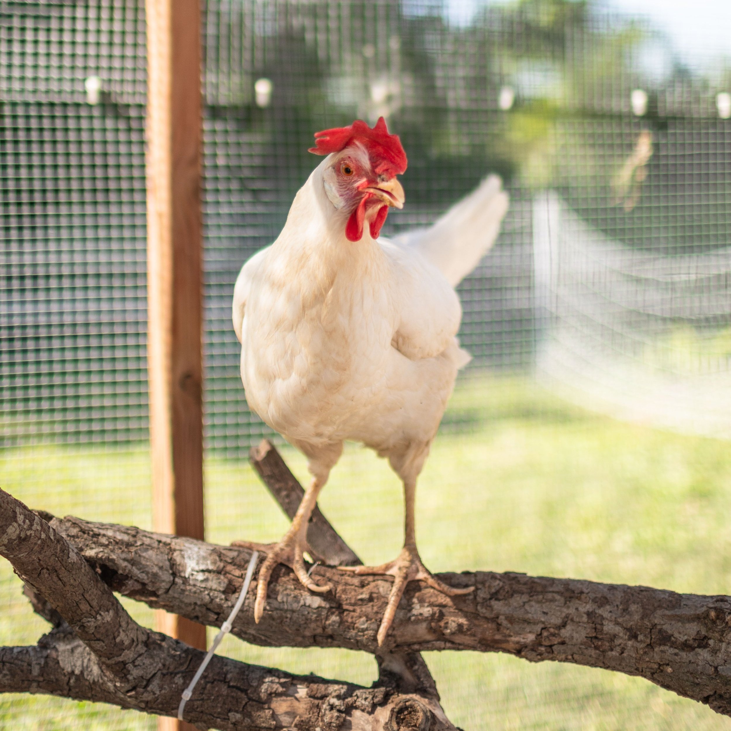 Chicken5_Renee2_White+Leghorn.jpg