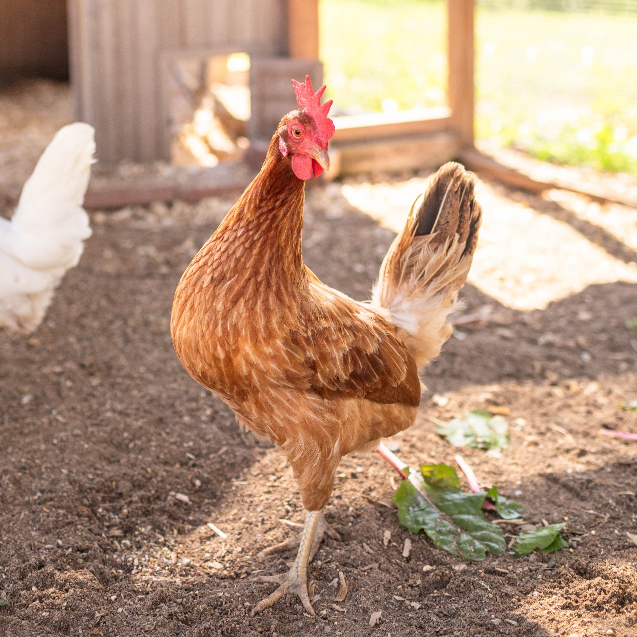Chicken2_Maybelle3_Golden+Comet.jpg
