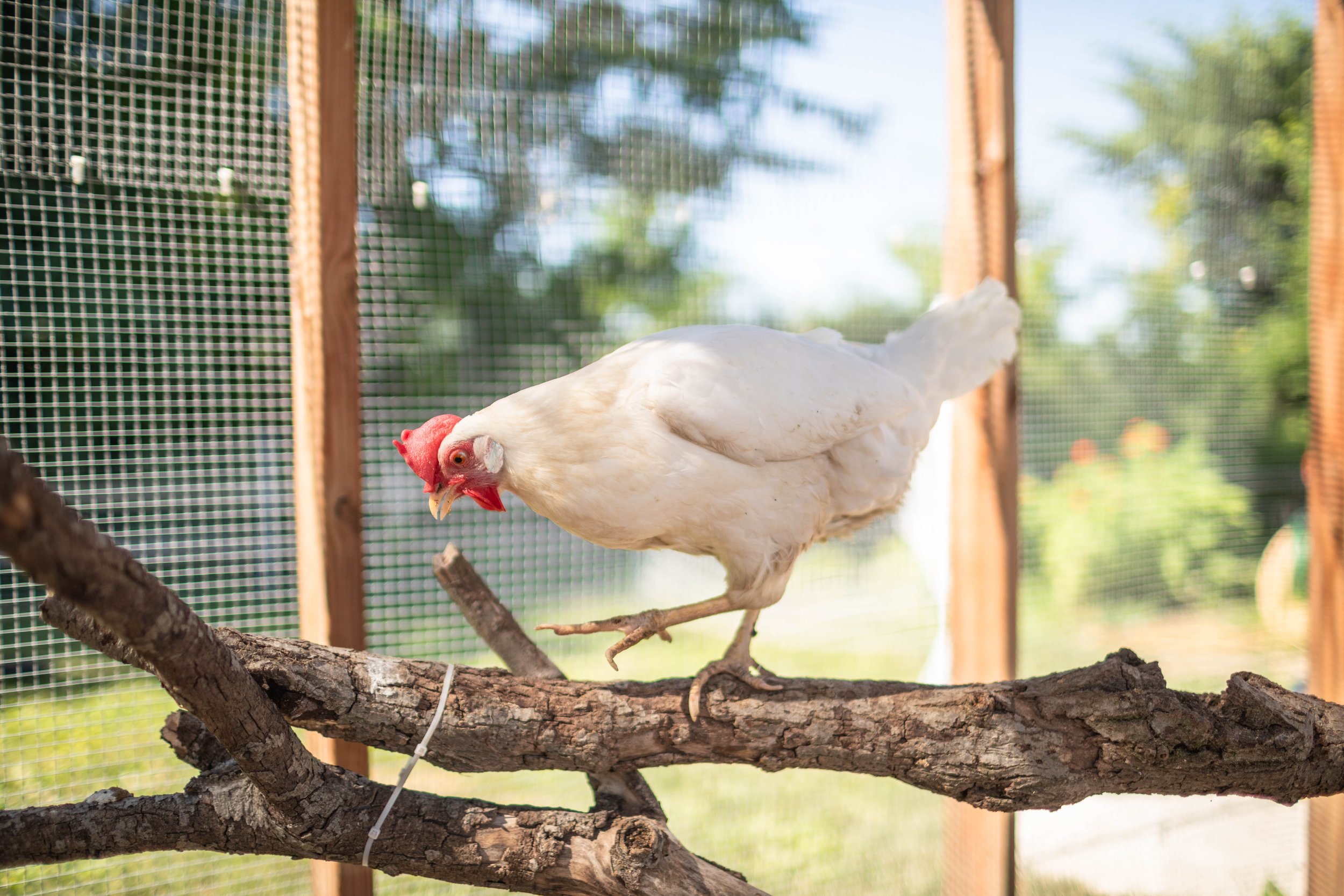 Chicken5_Renee_White Leghorn.jpg