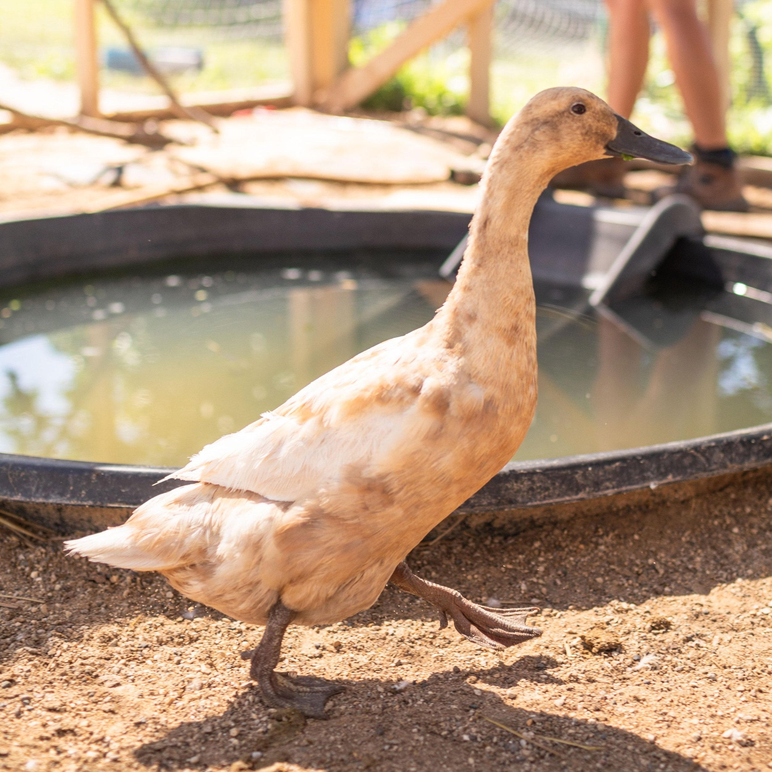Duck5_Latte5_Buff+Orpington.jpg