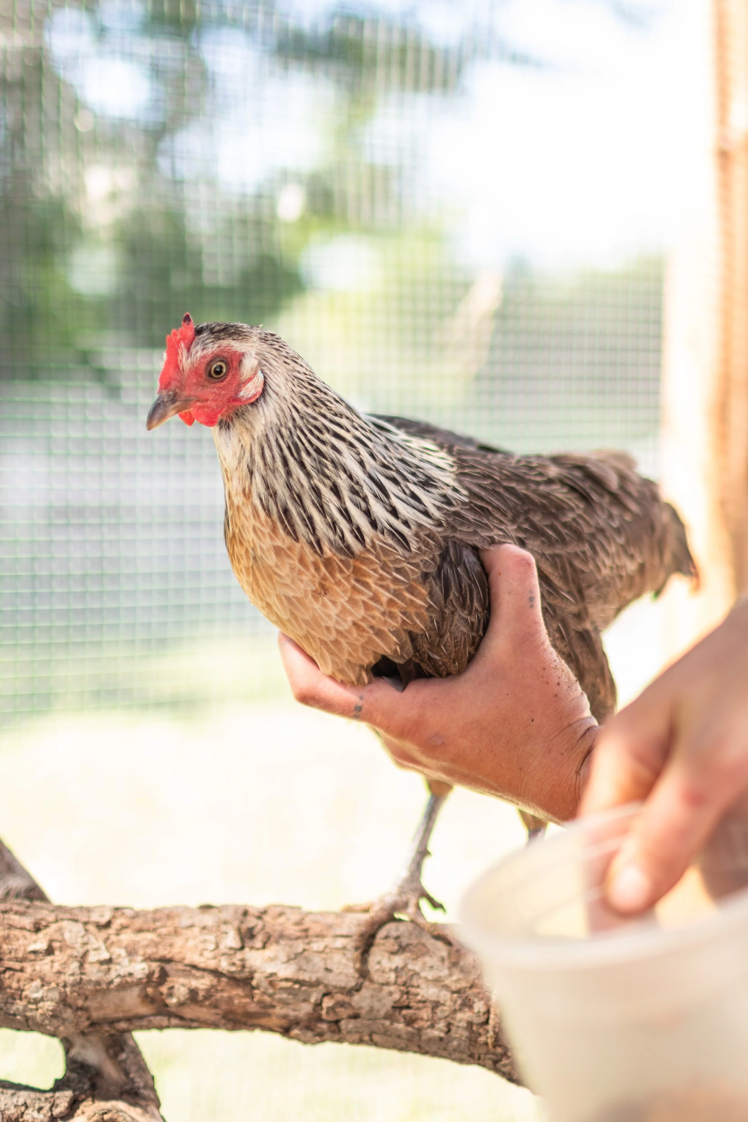 Sponsorship: Chicken 1 - Dutch Bantam