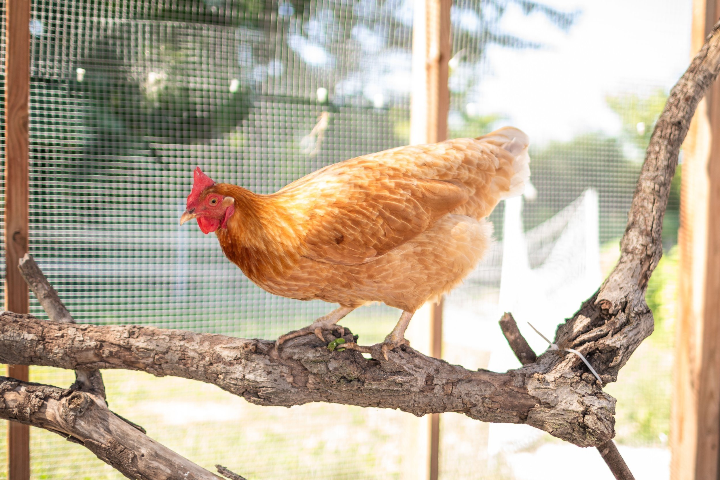 Chicken4_Cooper2_Buff+Orpington.jpg