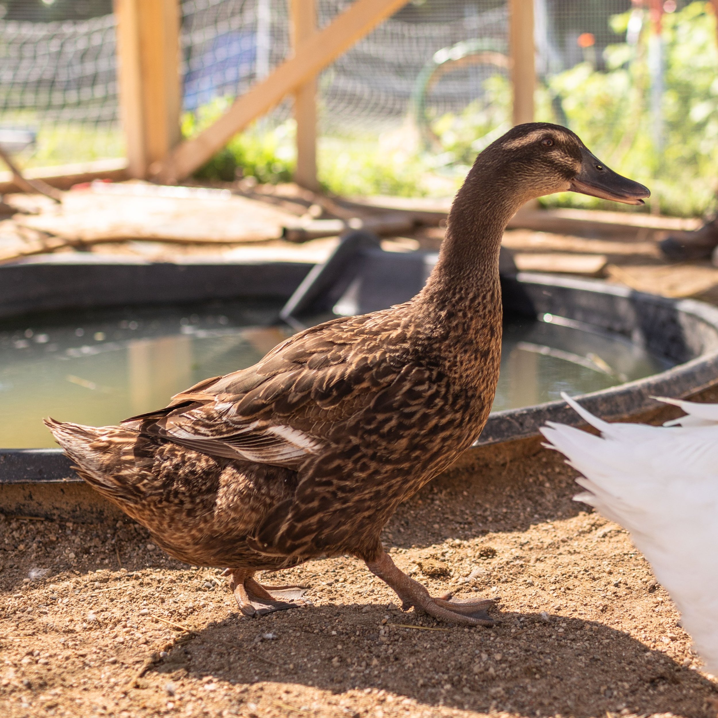 Duck6_Kelly_Rouen.jpg