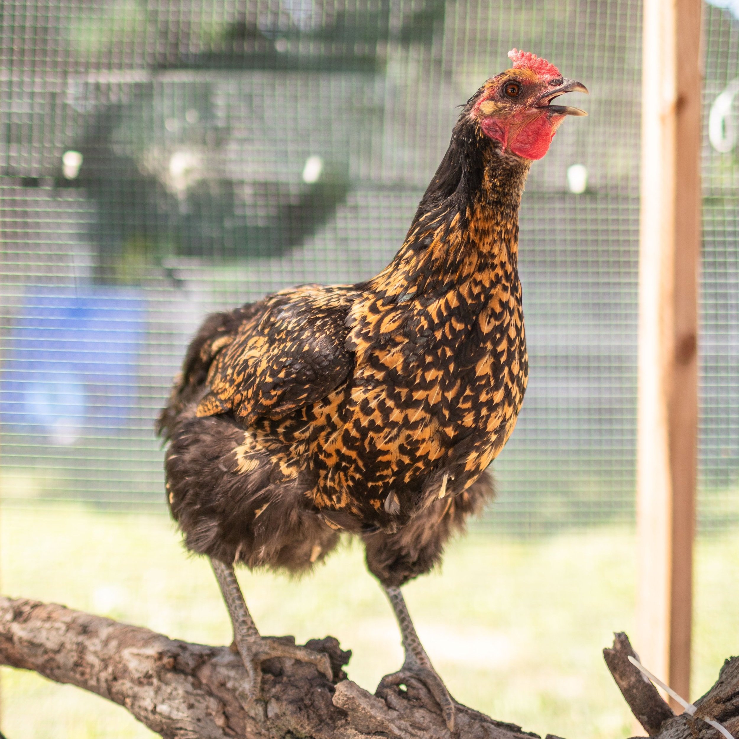 Chicken3_Rhoda2_Gold+Laced+Wyandotte.jpg