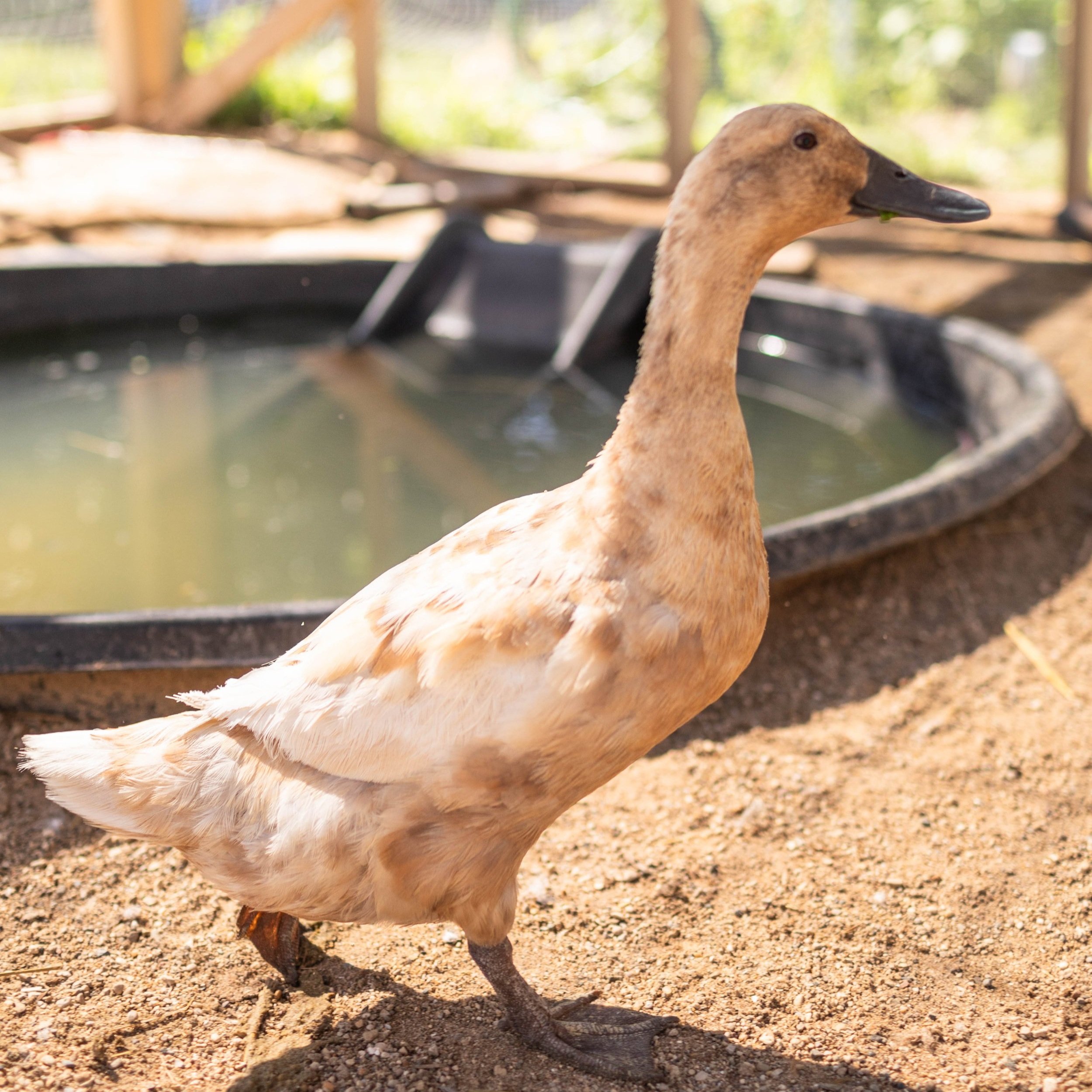 Duck5_Latte3_Buff+Orpington+Duck.jpg