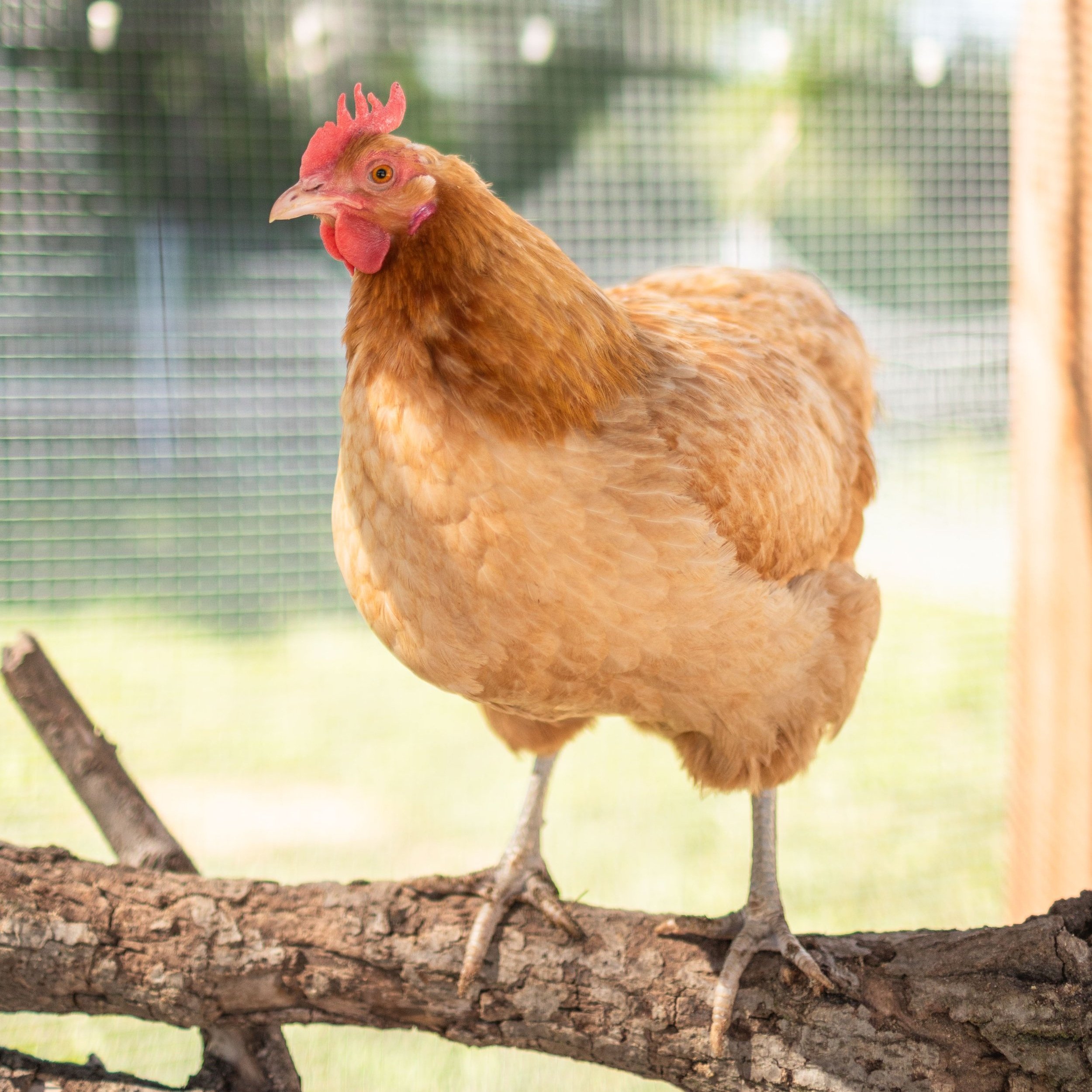 Chicken6_Moe2_Mini+Orpington.jpg