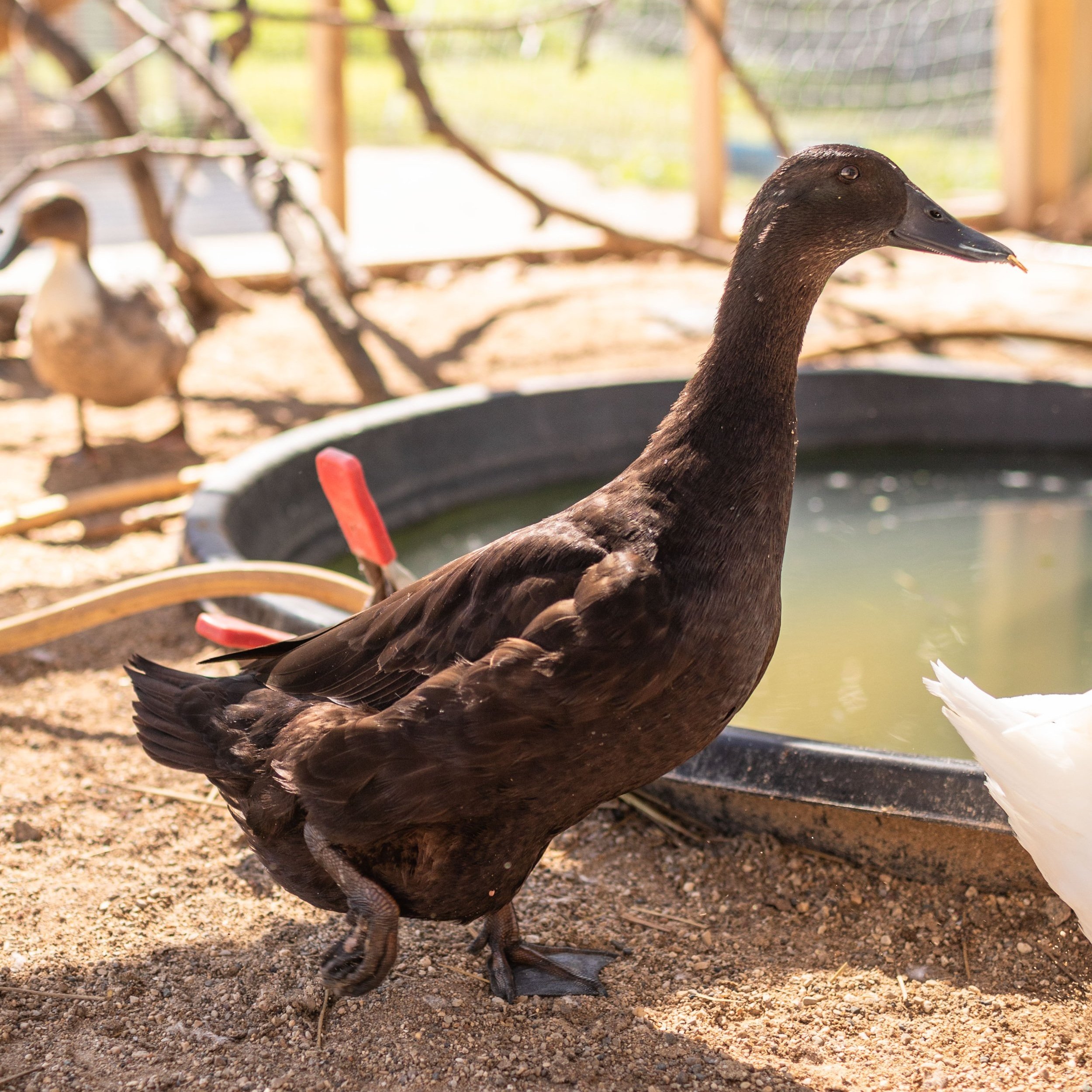 Duck1_Tru_Cayuga.jpg