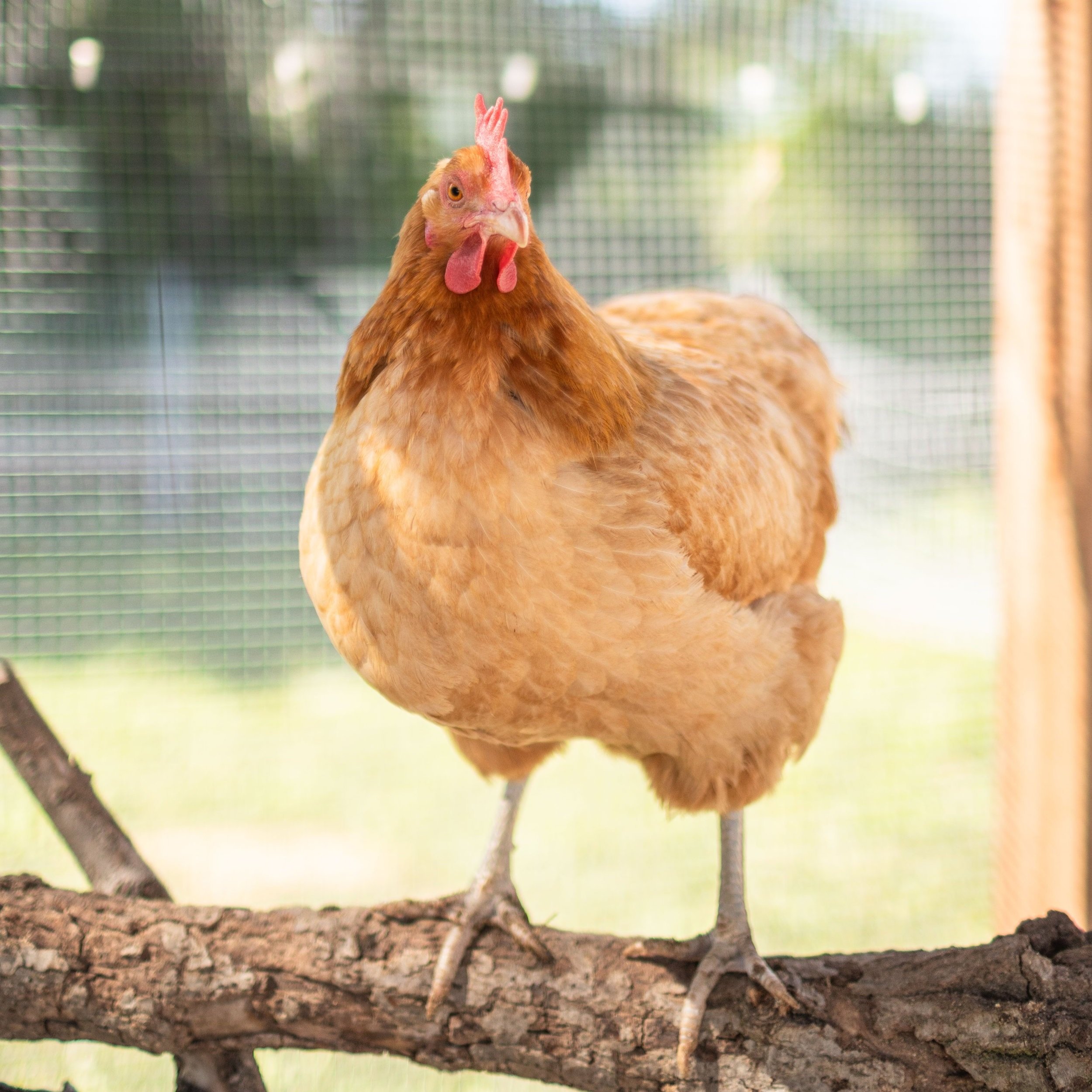 Chicken6_Moe3_Mini+Orpington.jpg