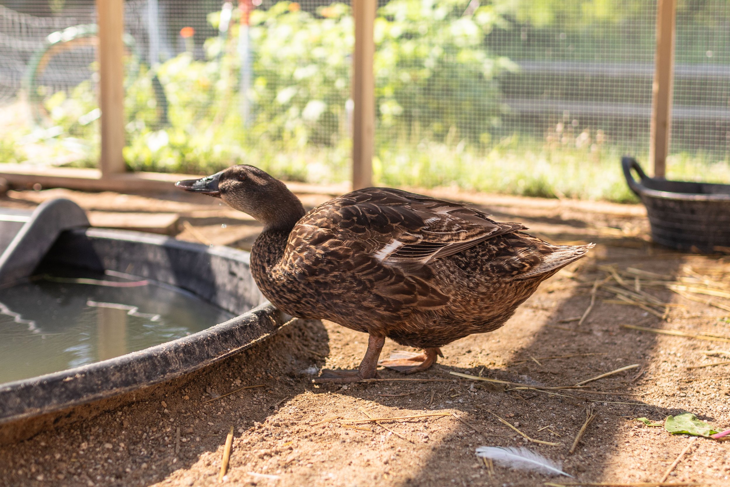 Duck6_Kelly3_Rouen.jpg