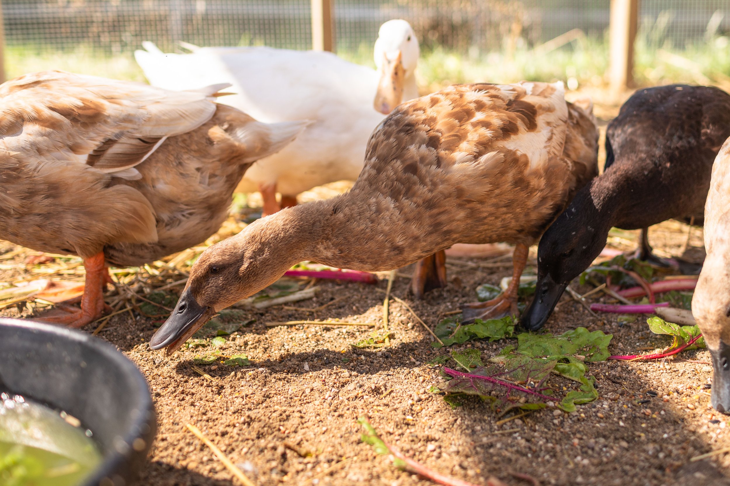 Duck4_Mocha2_Khaki Campbell.jpg
