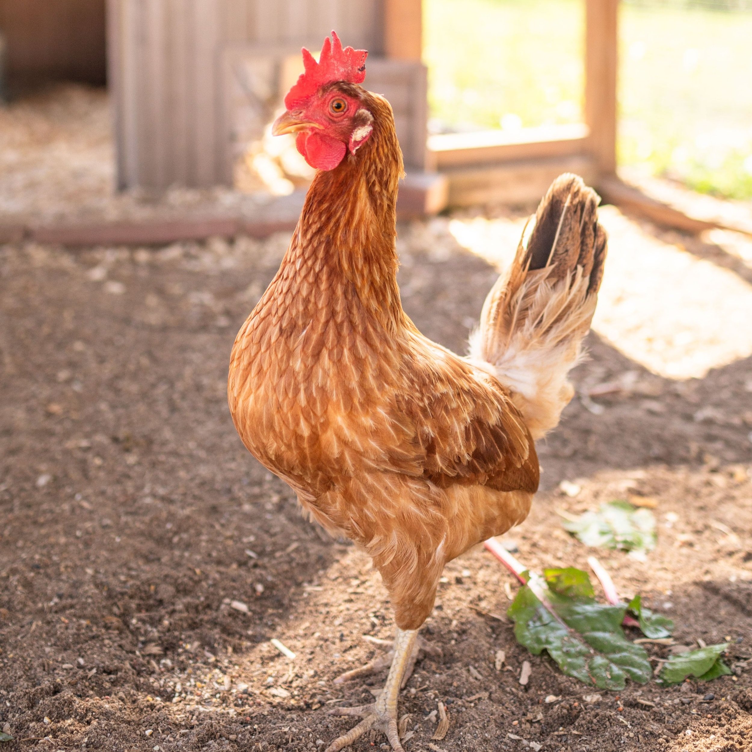 Chicken2_Maybelle4_Golden+Comet.jpg