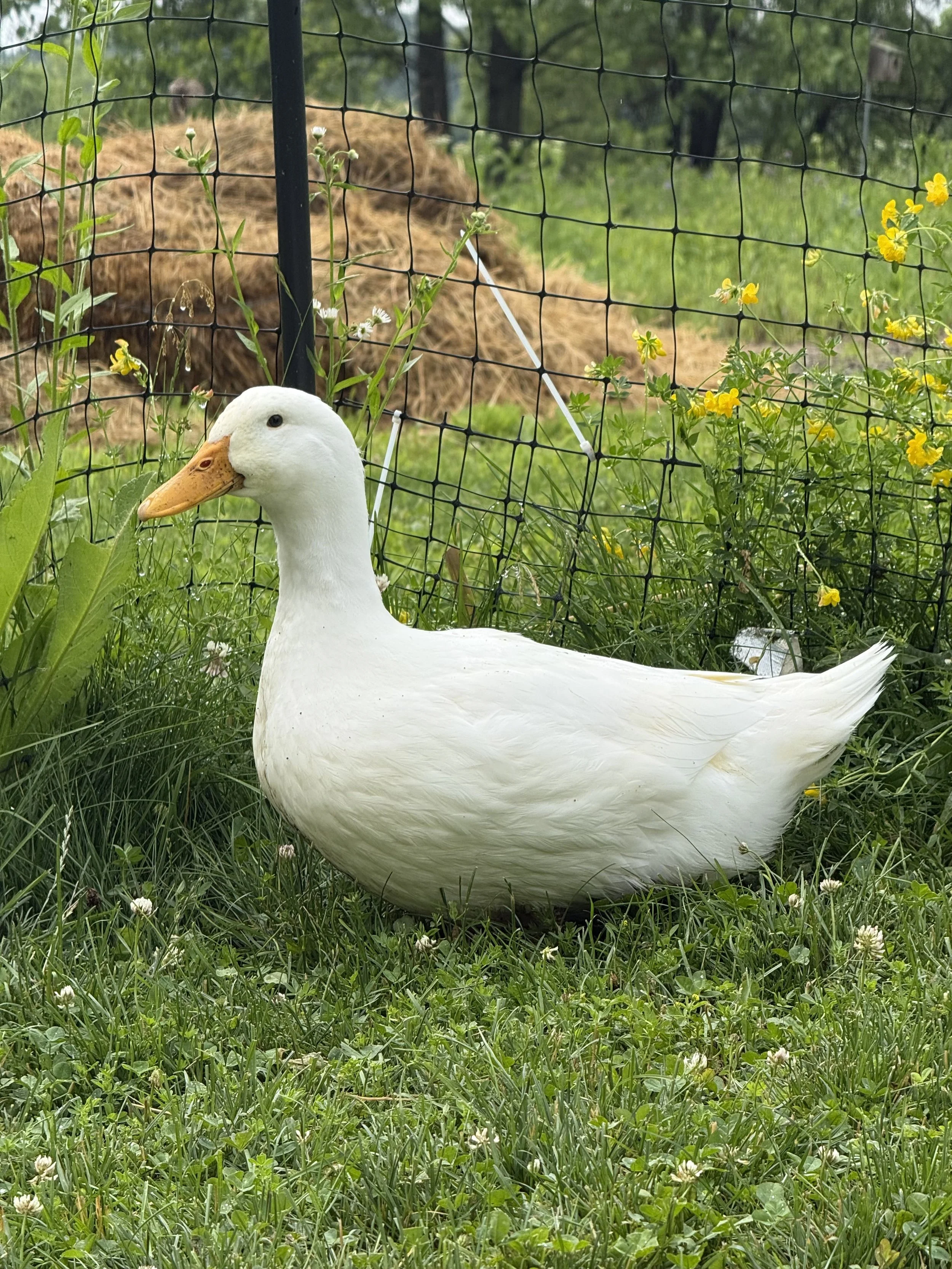 Sponsorship: Duck 6 - Pekin
