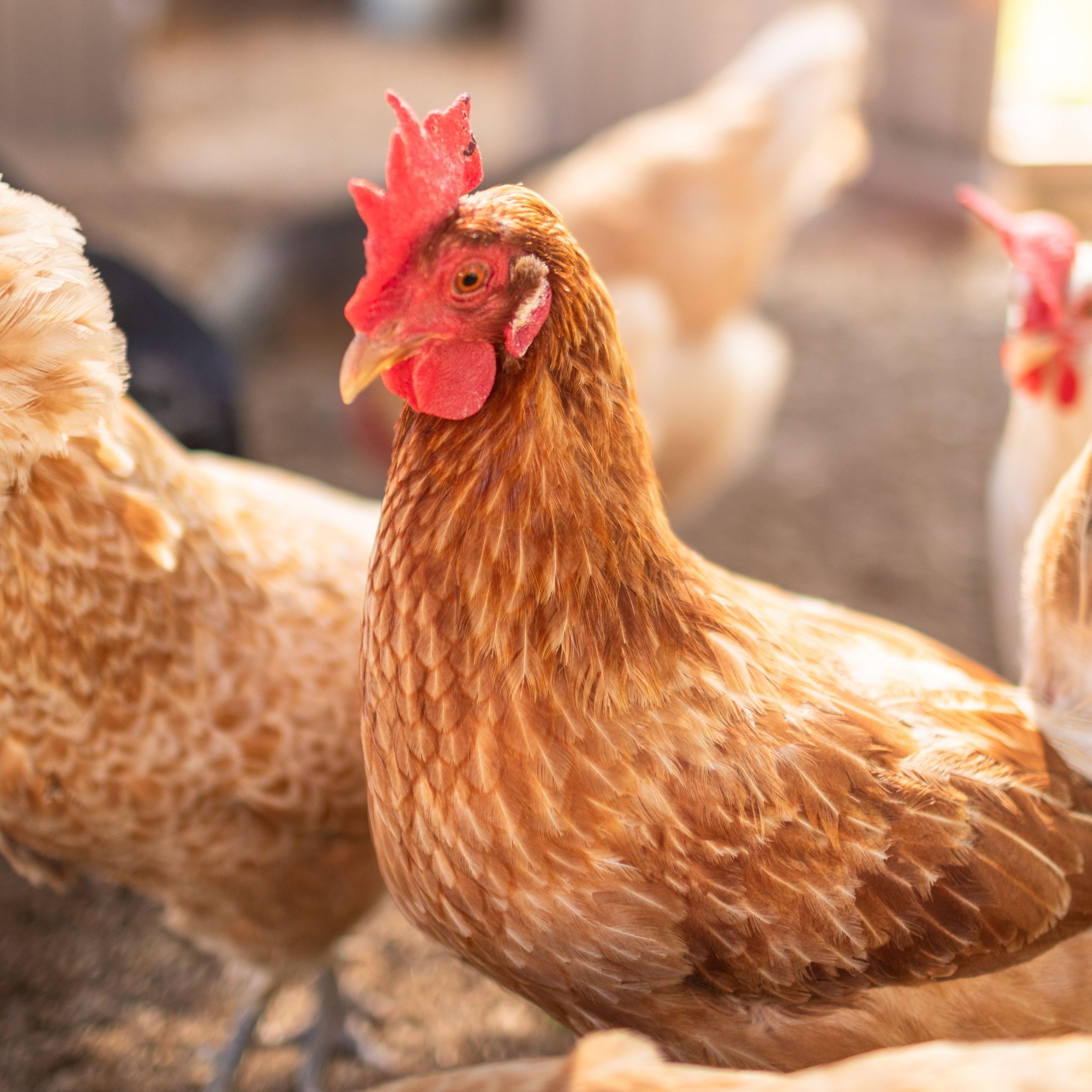Chicken2_Maybelle_Golden+Comet.jpg