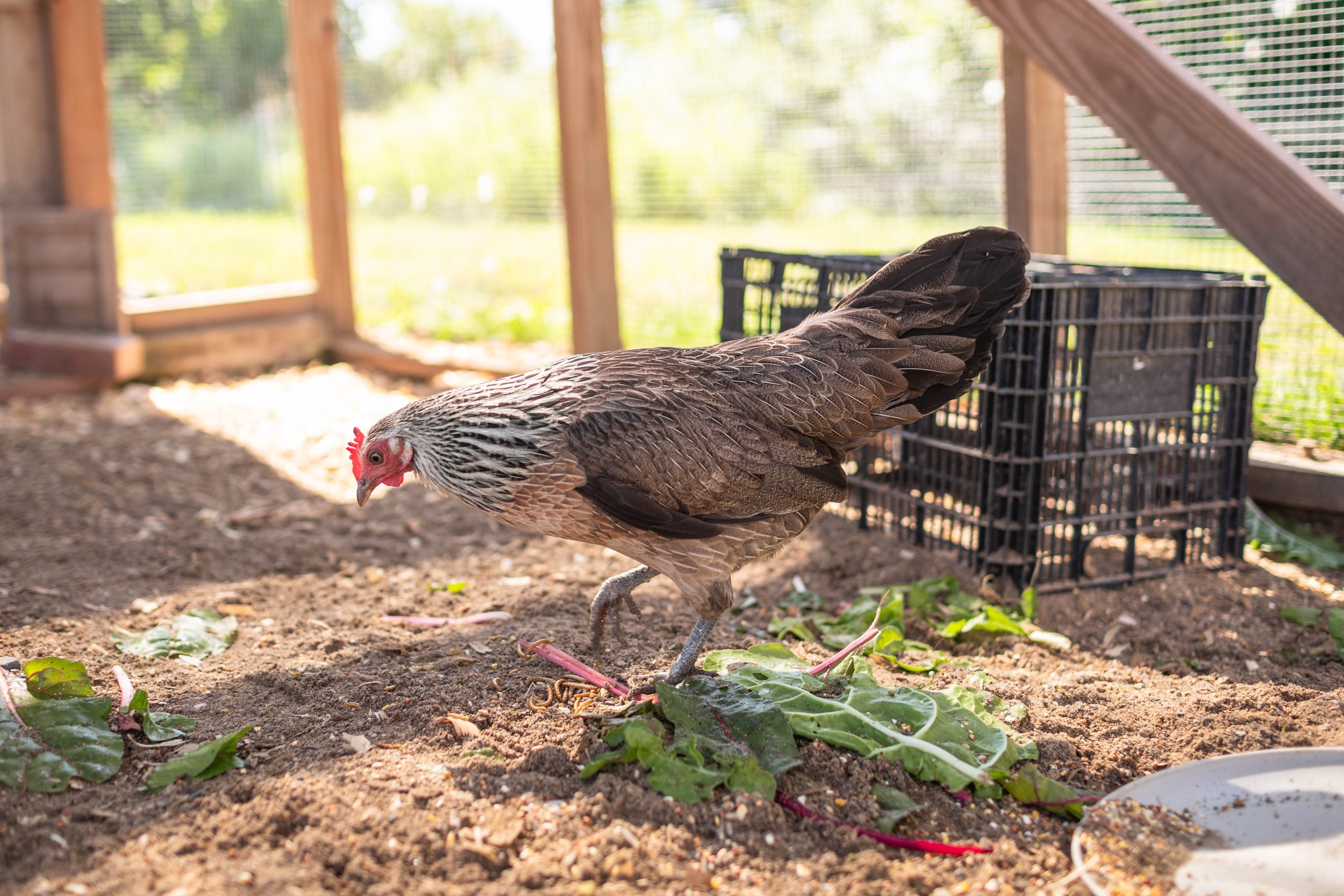 Chicken1_Kip4_Dutch Bantam.jpg
