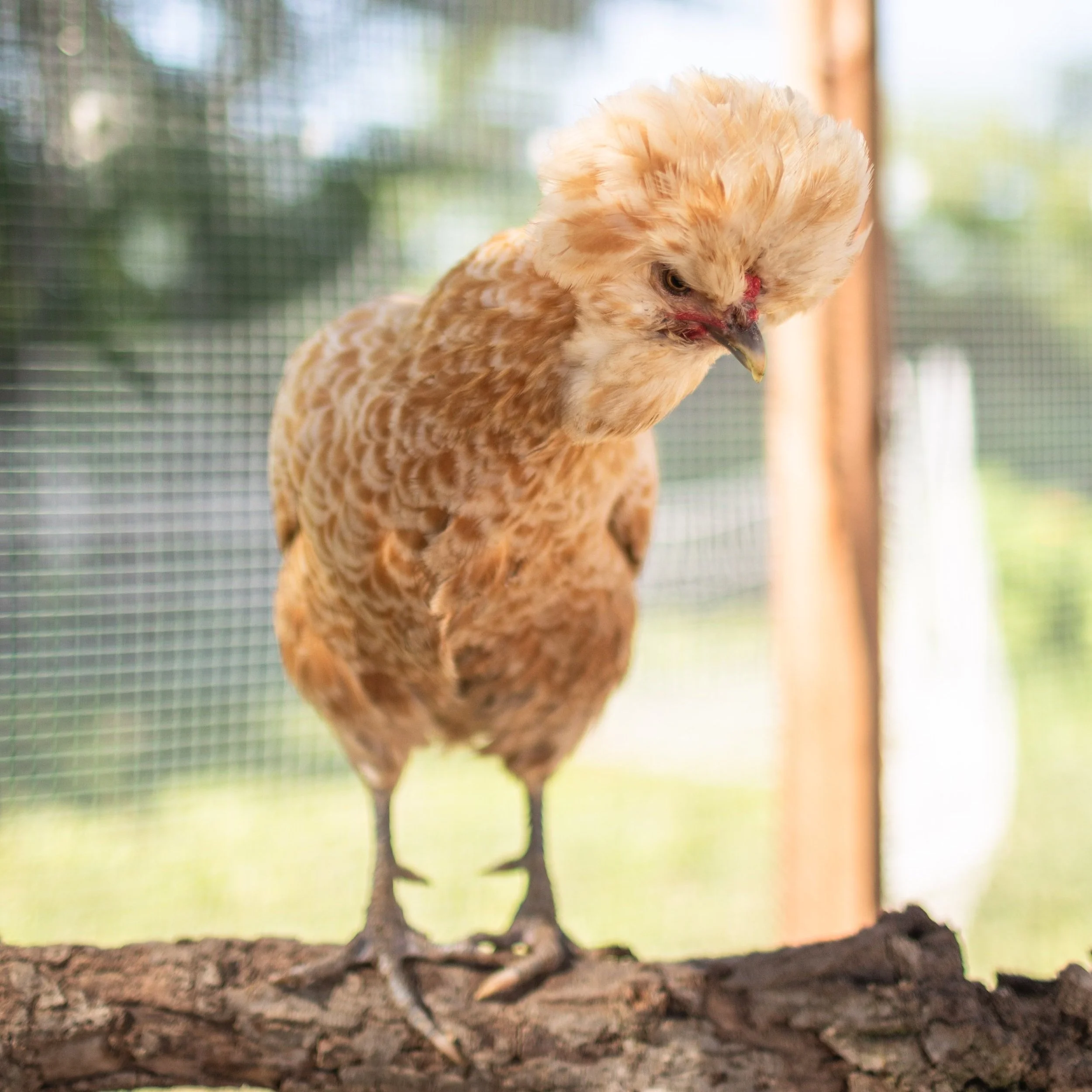 Chicken7_Bowie2_Polish+Crested-Padovana.jpg